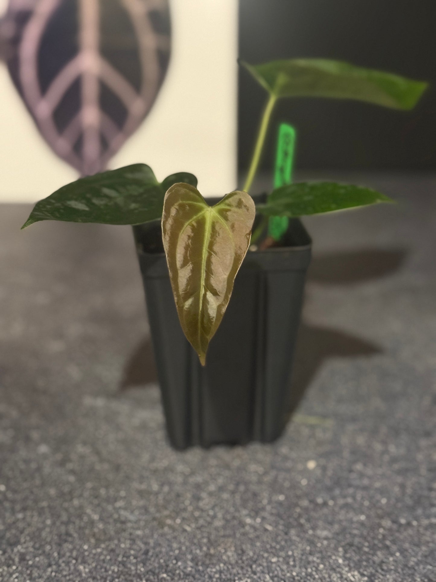 Anthurium 'Black Hole' x 'Justin'