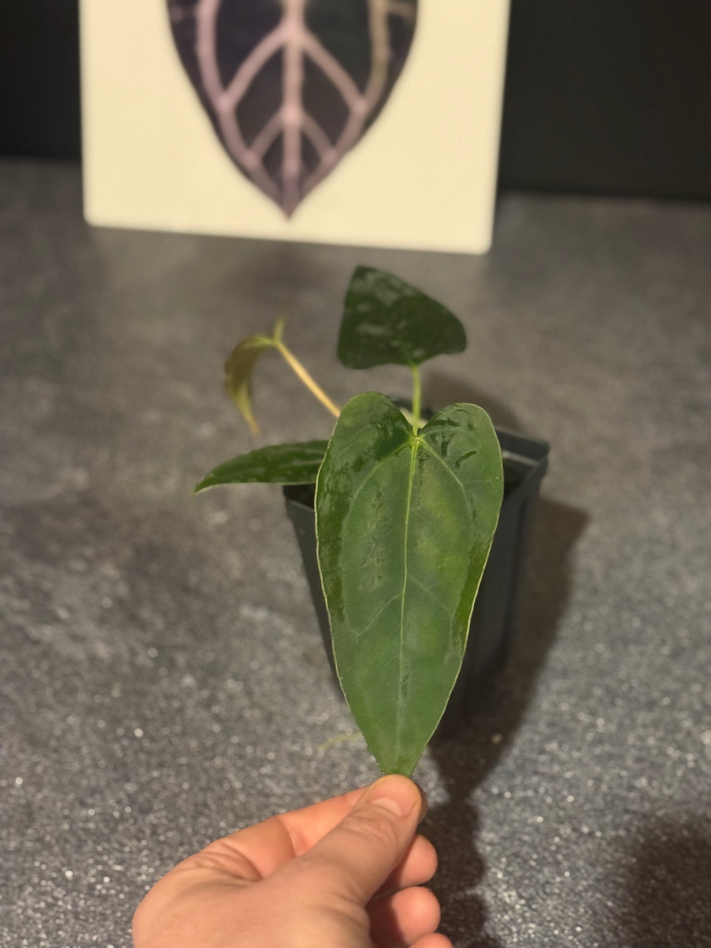 Anthurium 'Black Hole' x 'Justin'