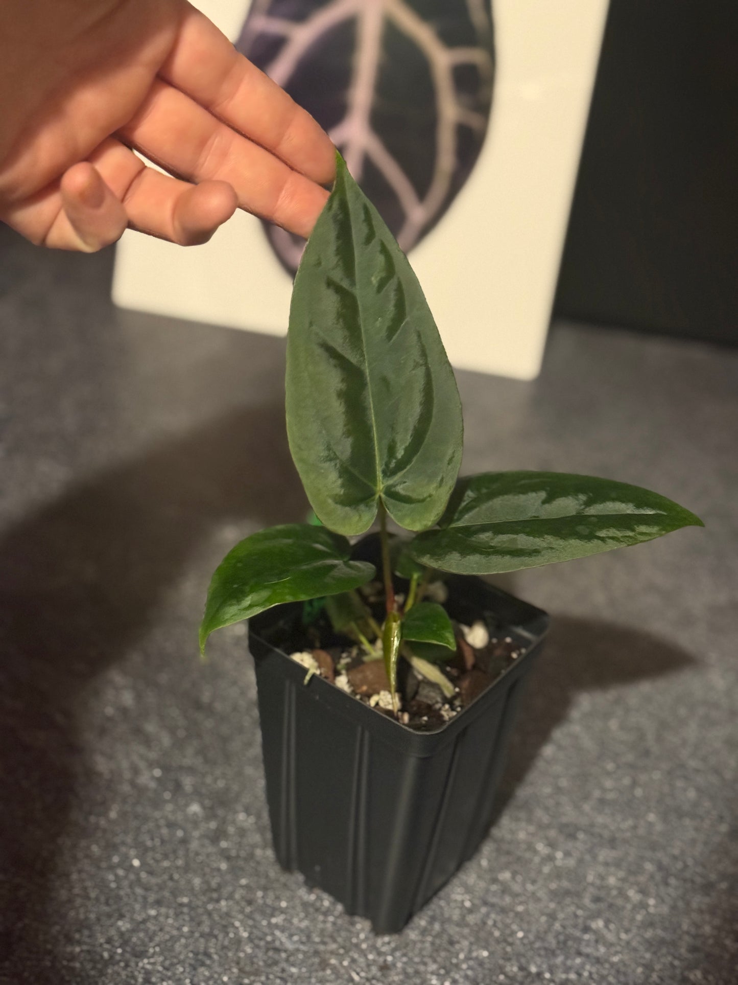 Anthurium 'Black Hole' x 'Justin'