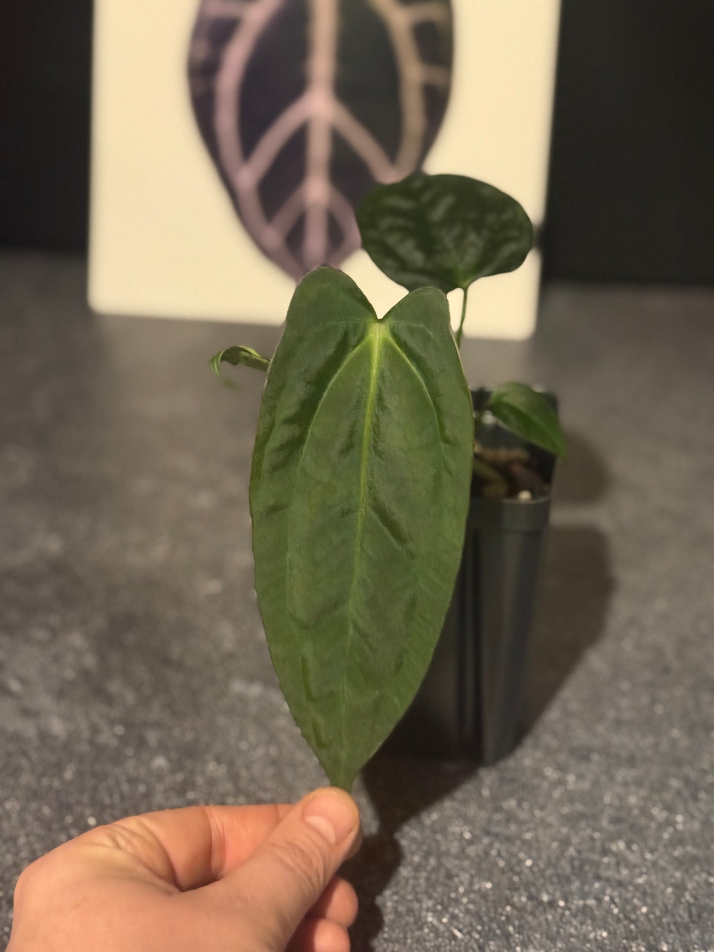 Anthurium 'Black Hole' x 'Justin'