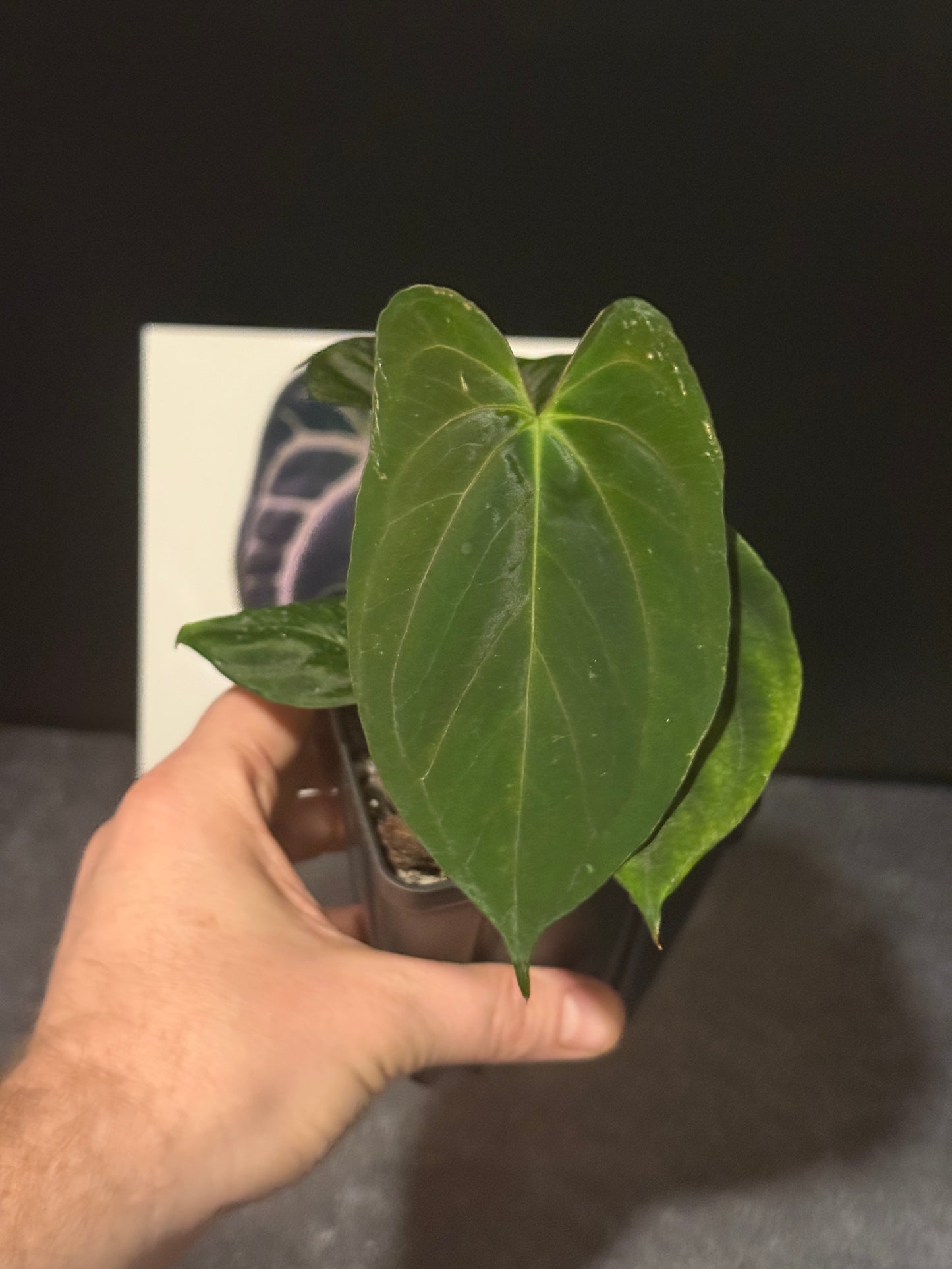 Anthurium 'Goliath' x HURC