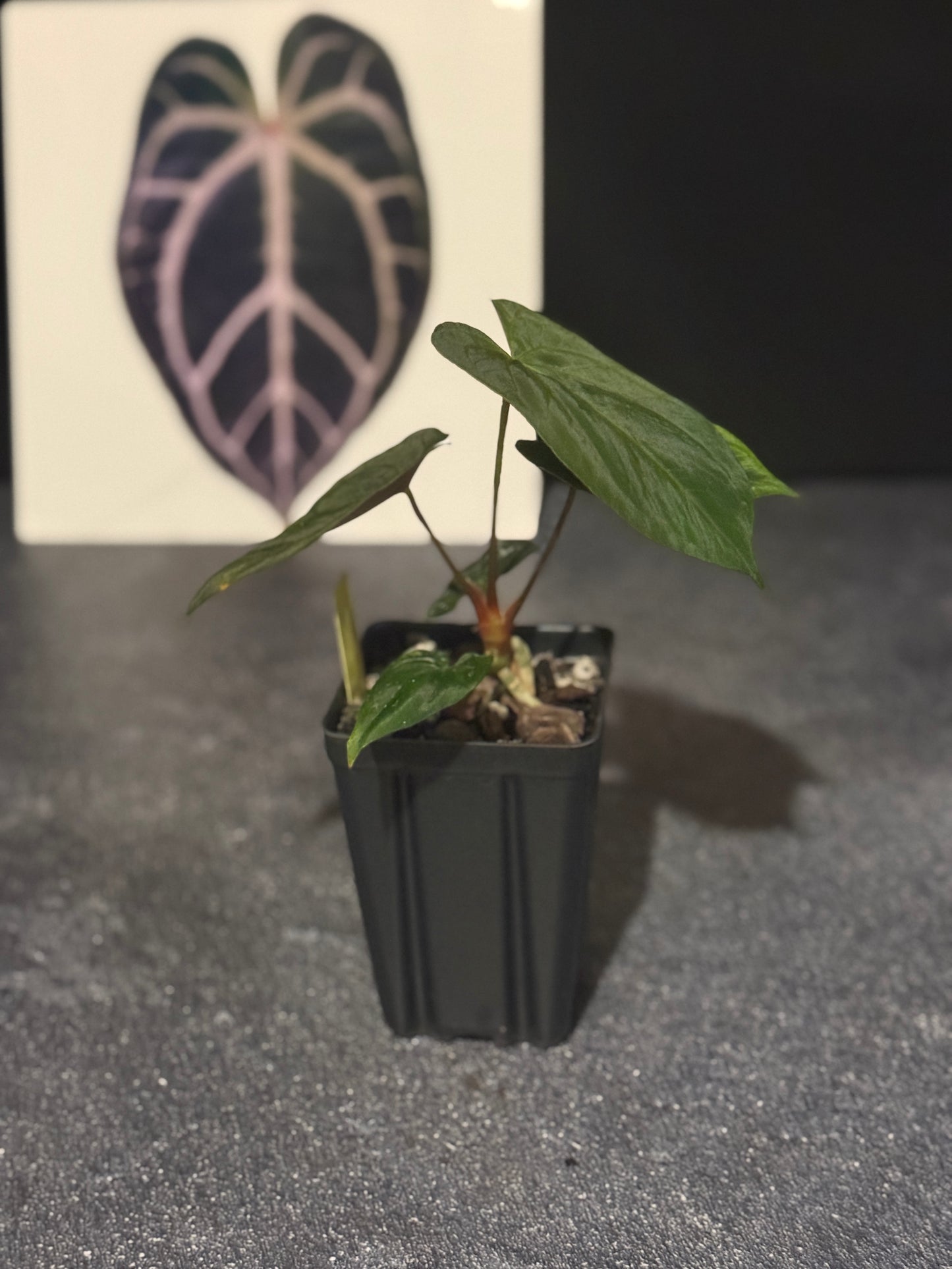 Anthurium 'Goliath' x HURC