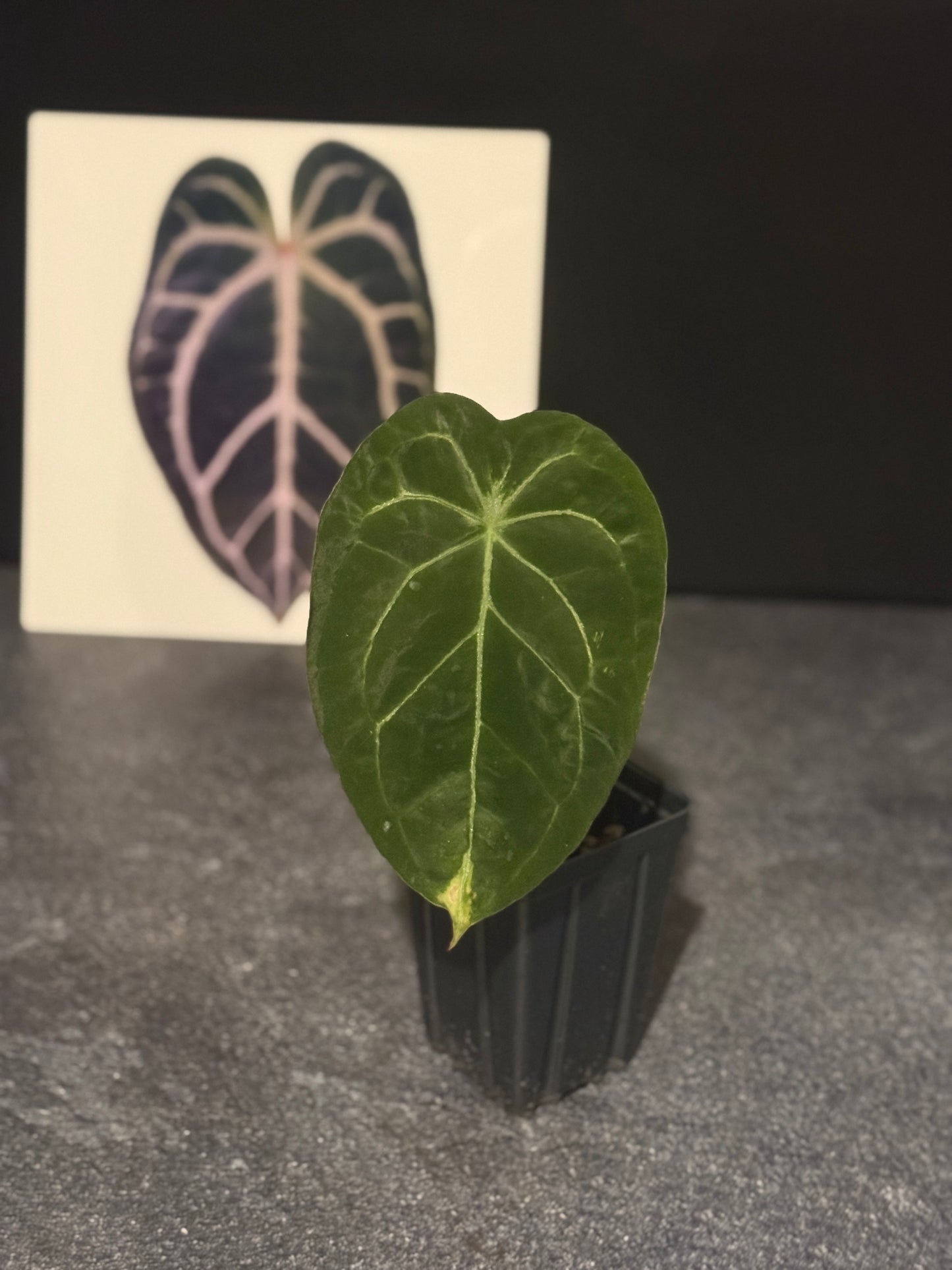 Anthurium Indonesian NOID