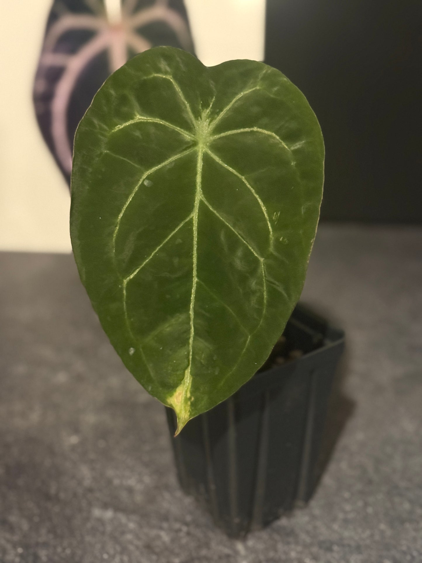 Anthurium Indonesian NOID