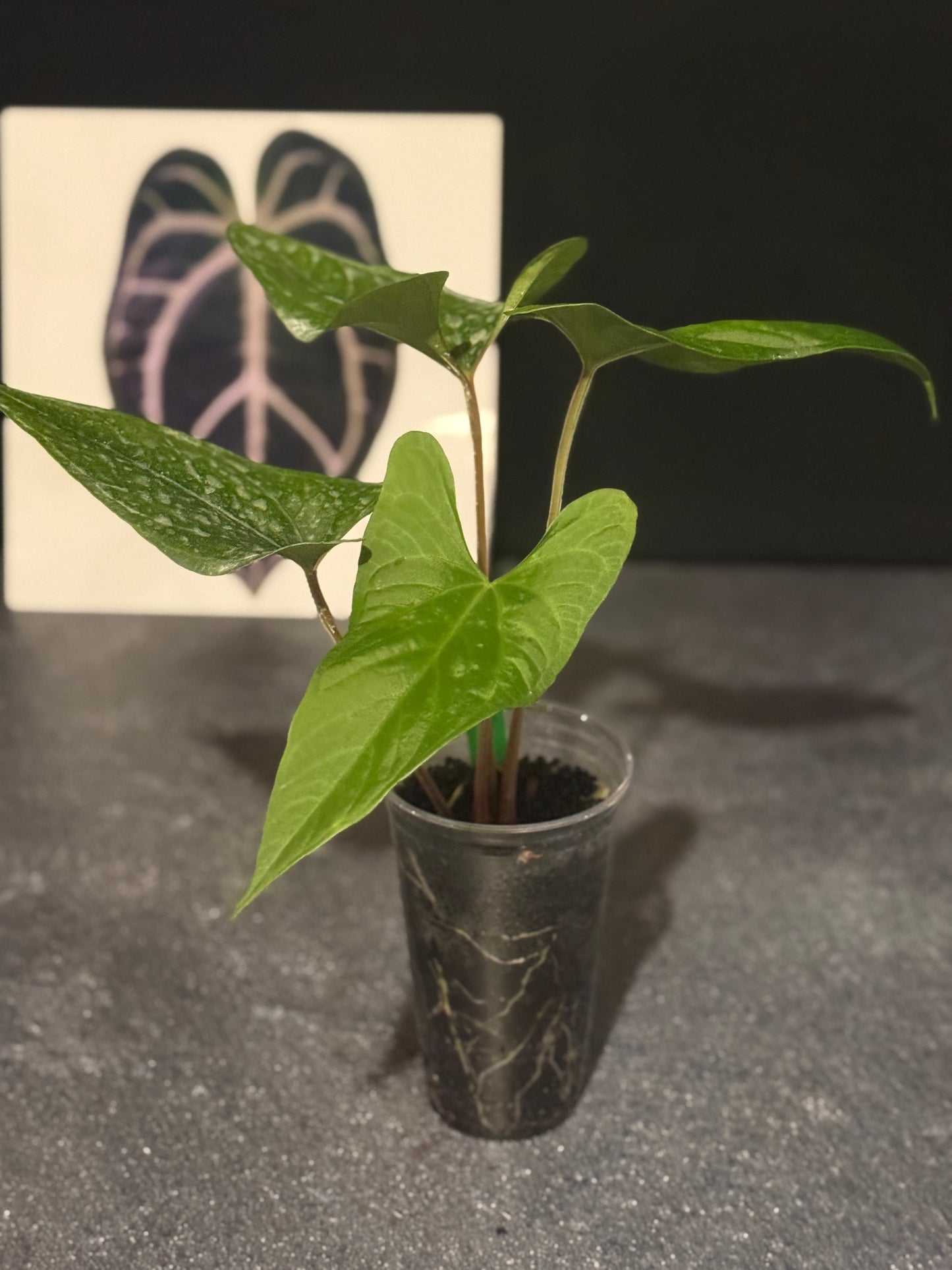 Anthurium sp Tiwintza