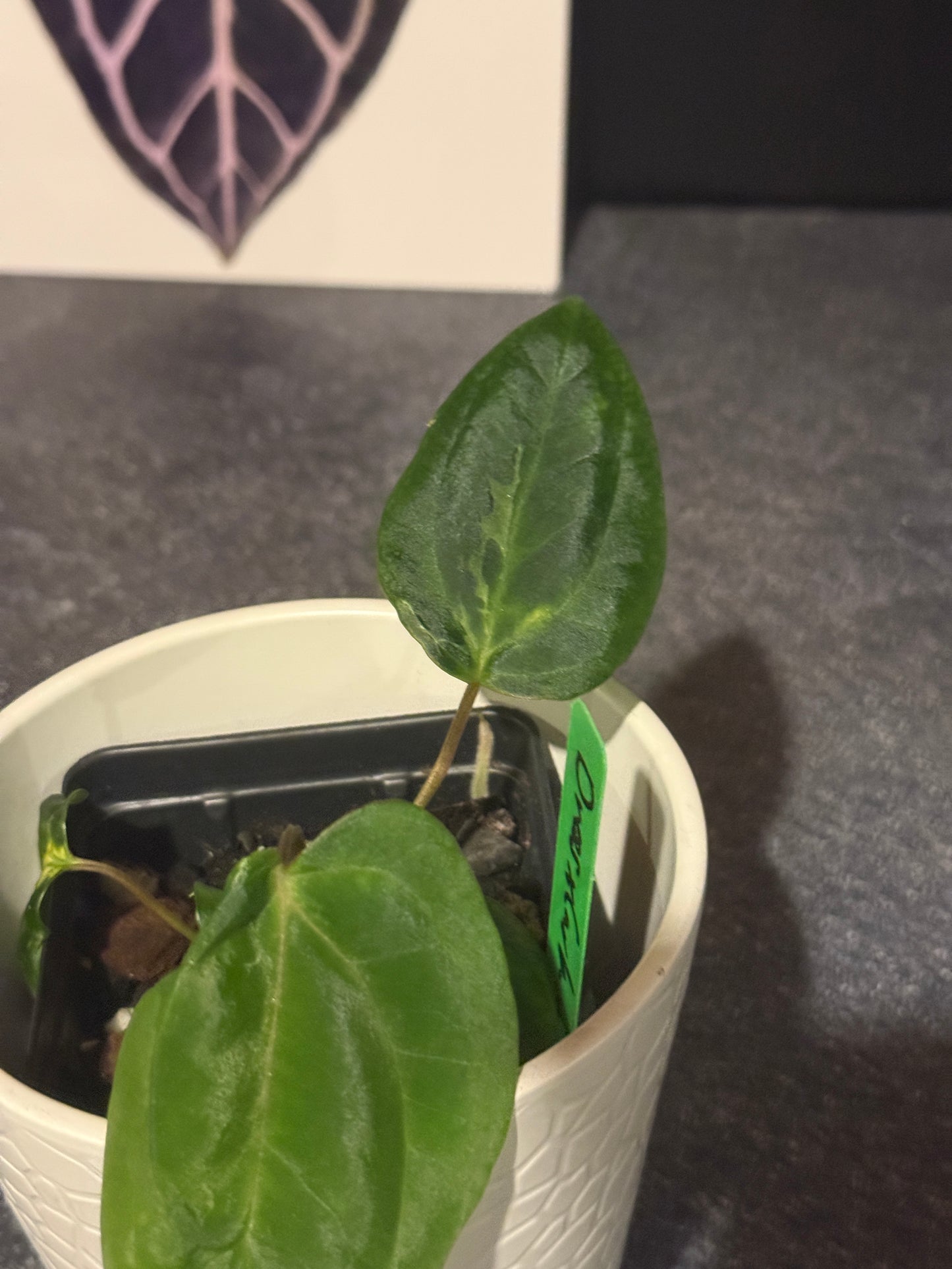 Anthurium Blister Variegated (dressleri x carlablackiae) x papillilaminum