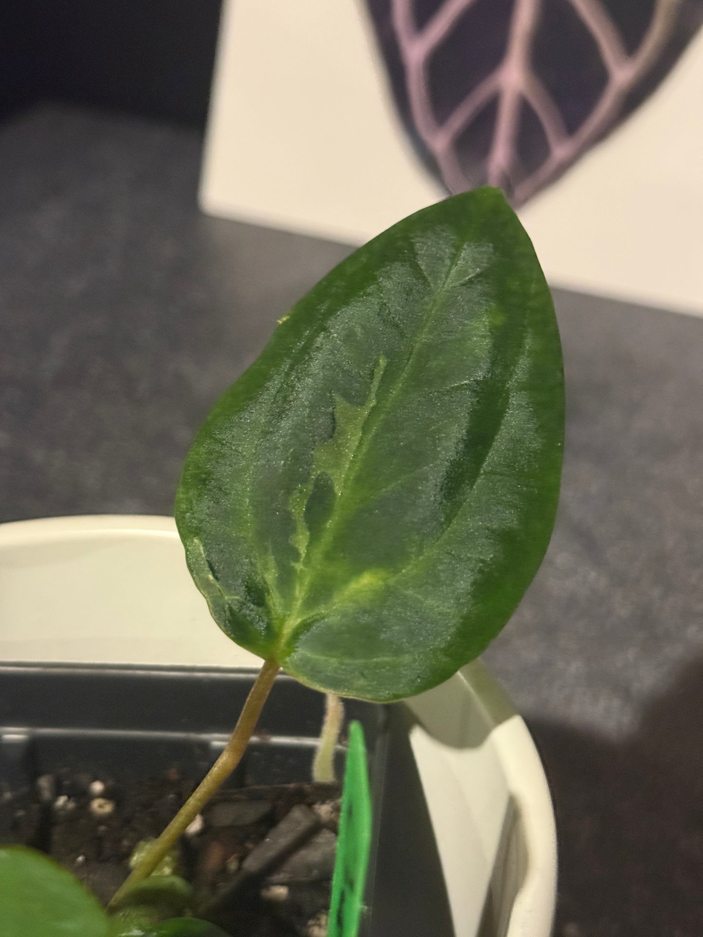 Anthurium Blister Variegated (dressleri x carlablackiae) x papillilaminum