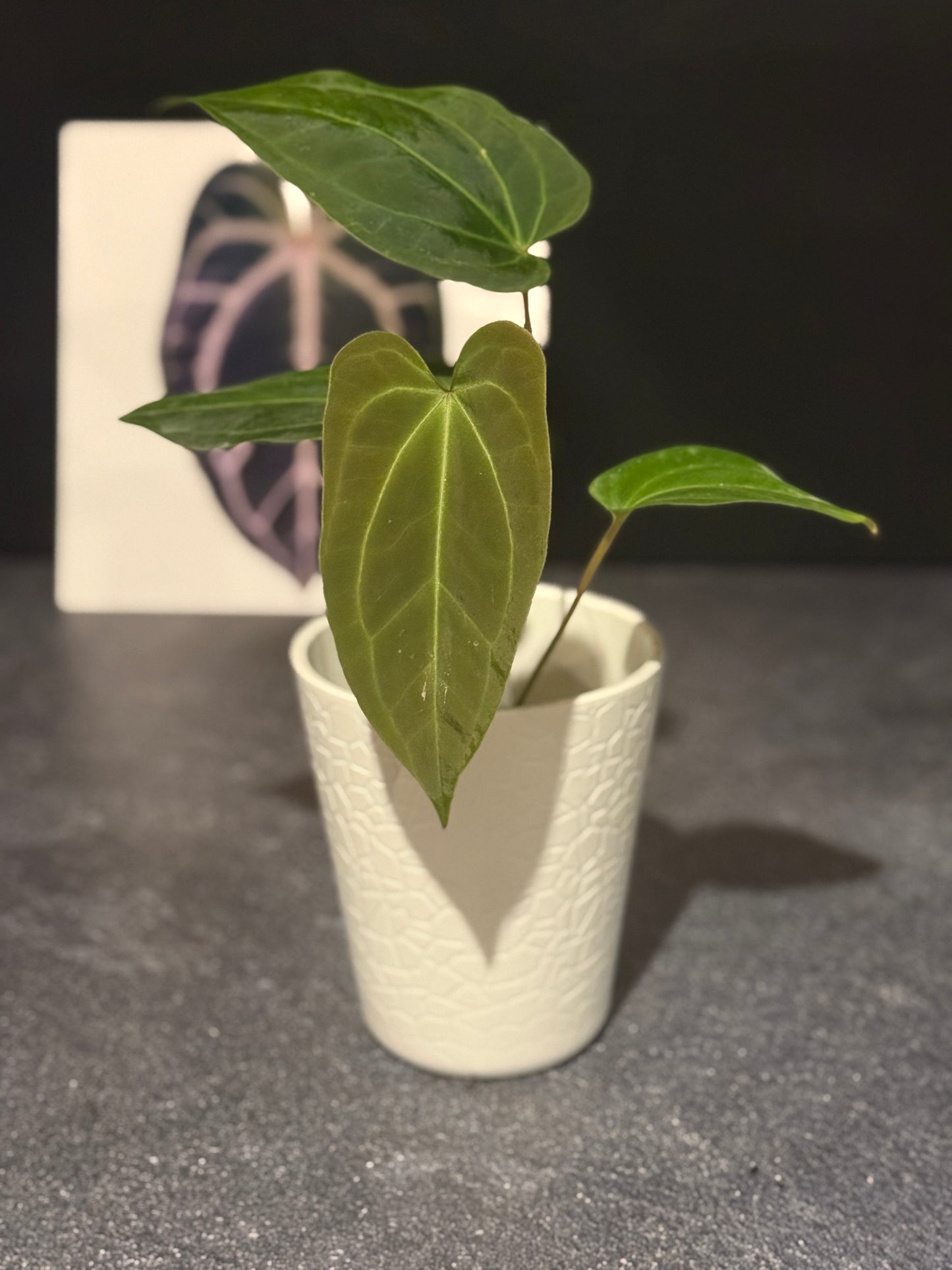 Anthurium (Ace of Spades x pink flower) x besseae aff