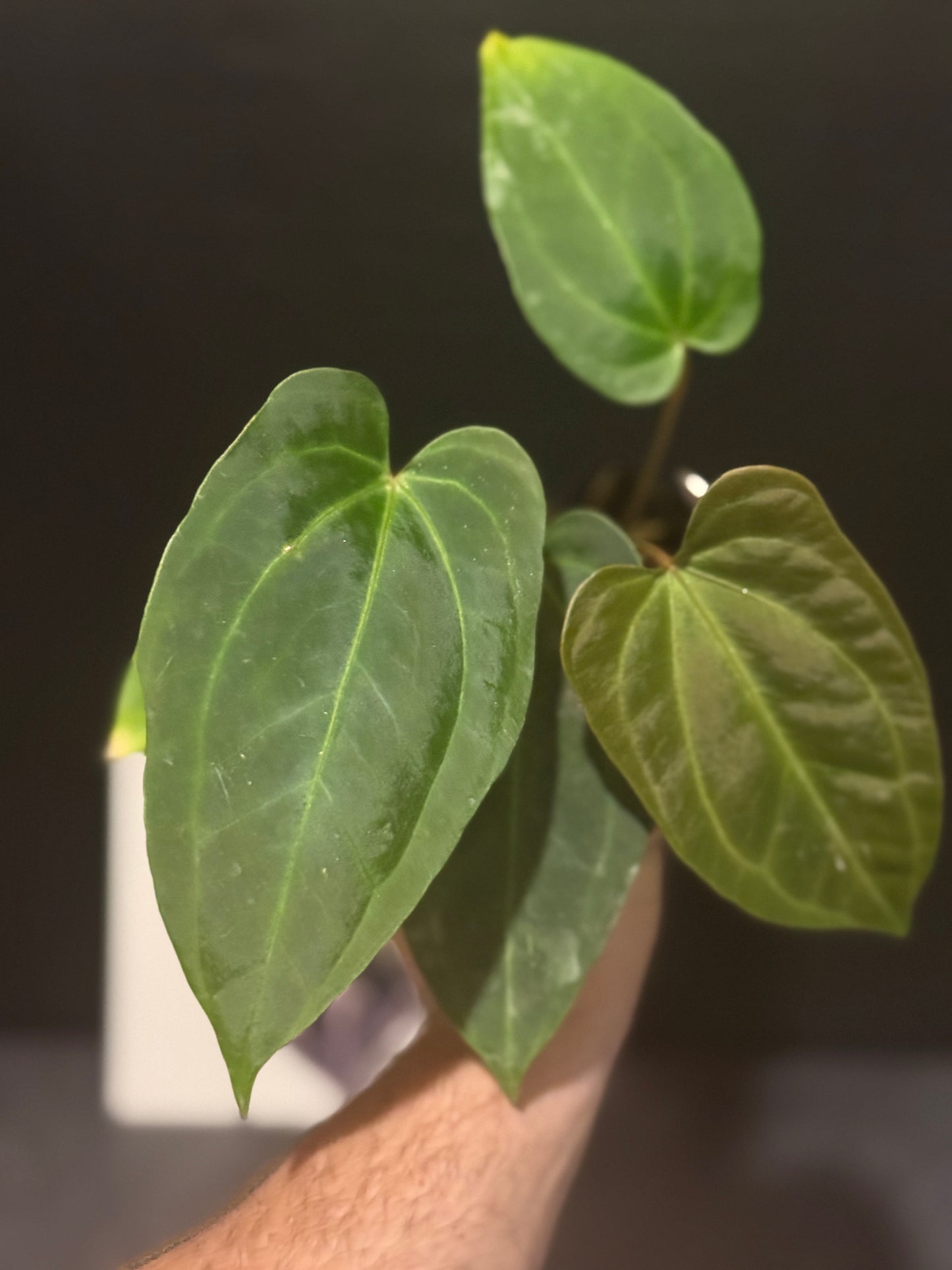 Anthurium (Ace of Spades x pink flower) x besseae aff