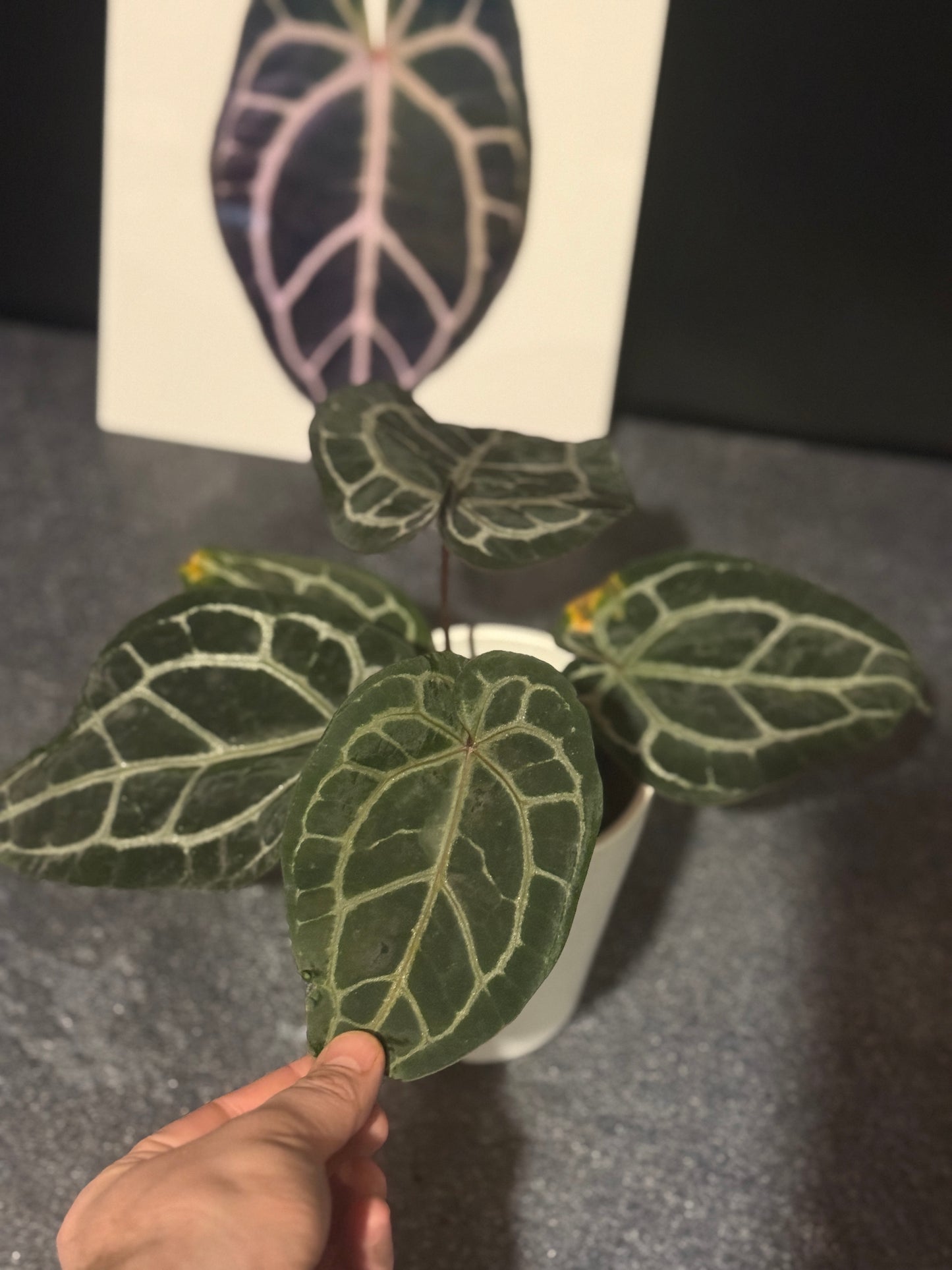 Anthurium Michelle