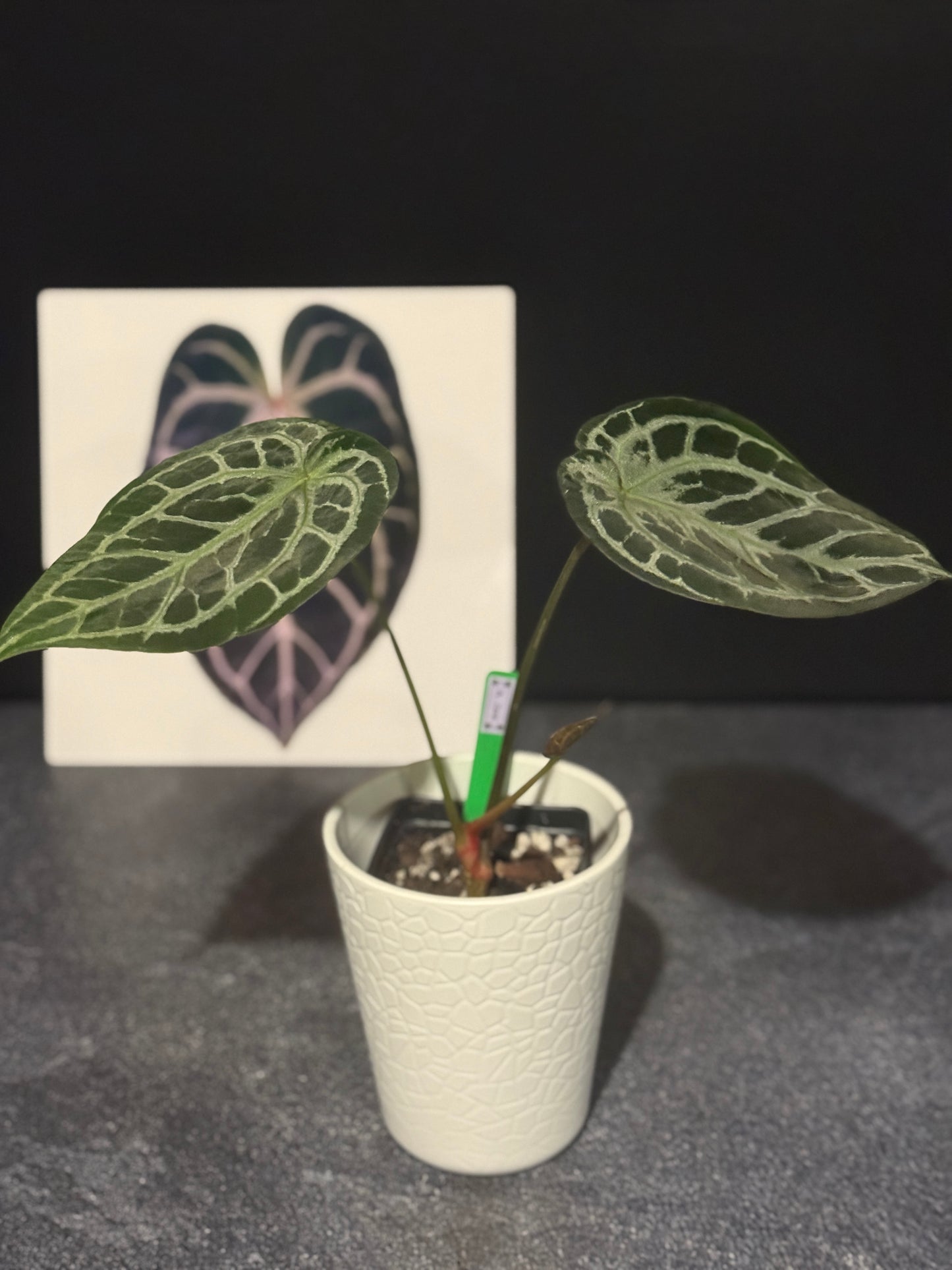 Anthurium Zara