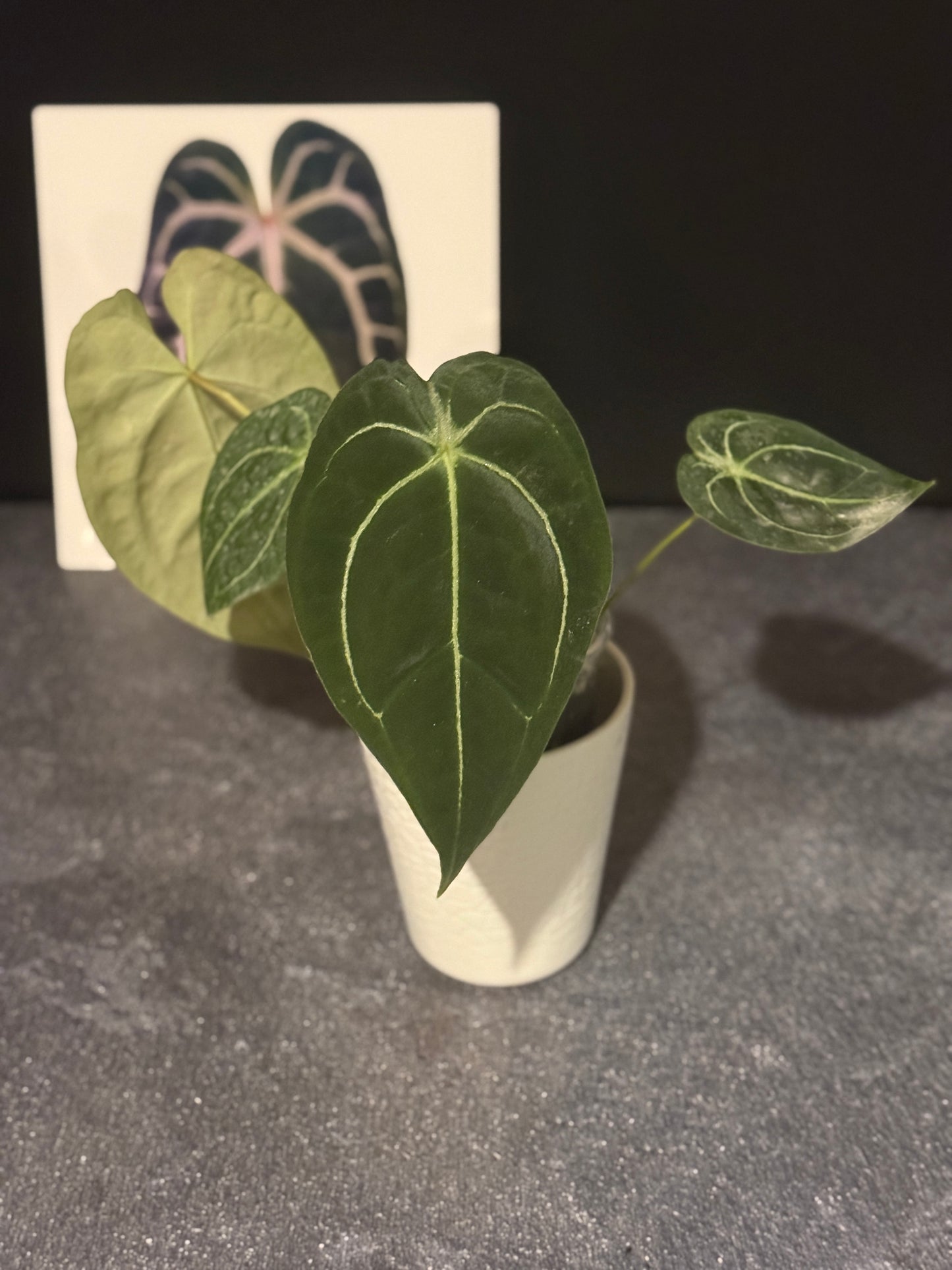 Anthurium carlablackiae x besseae aff