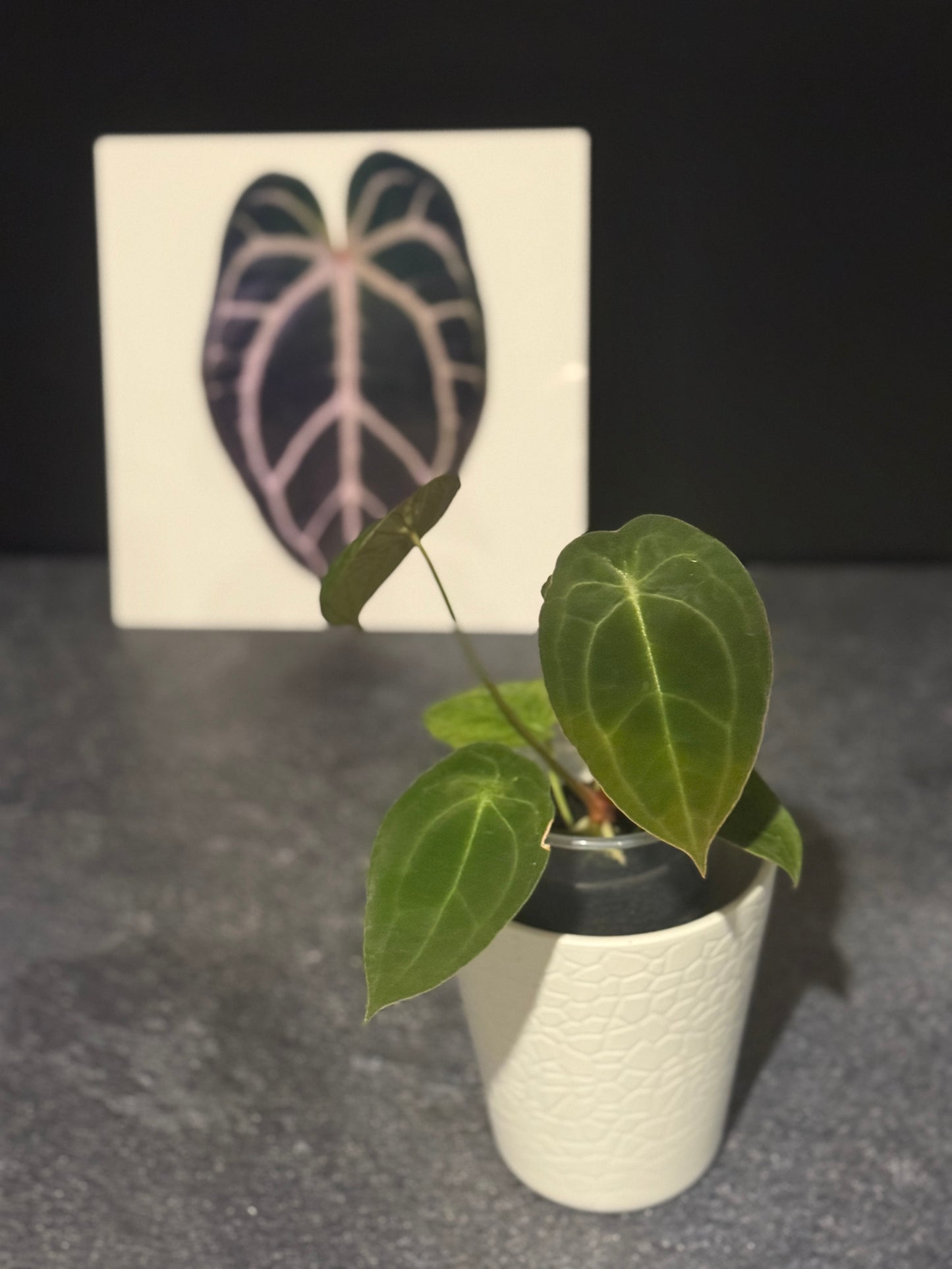 Anthurium Velvet Mask x SELF