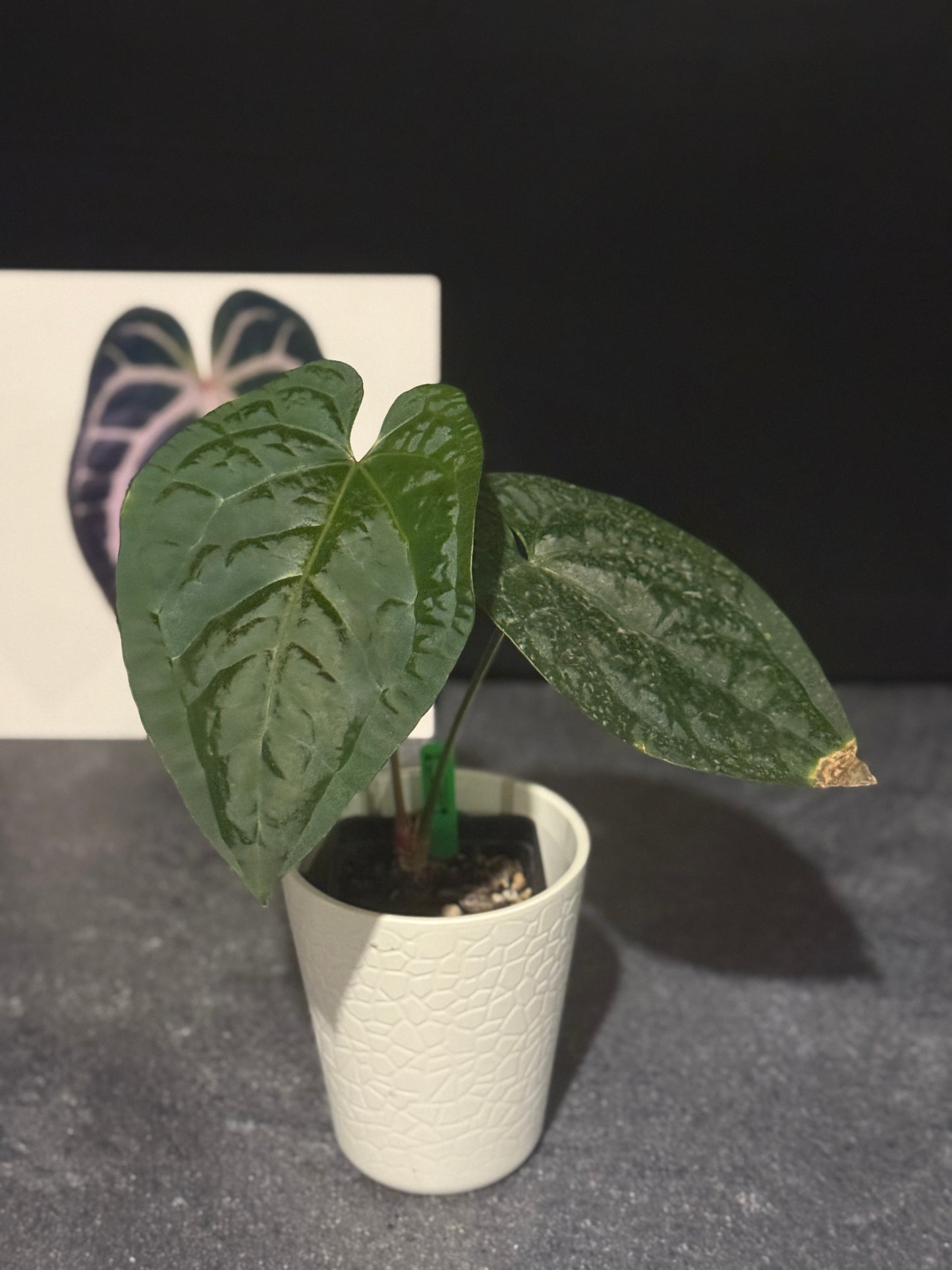 Anthurium Silver Blush x luxurians