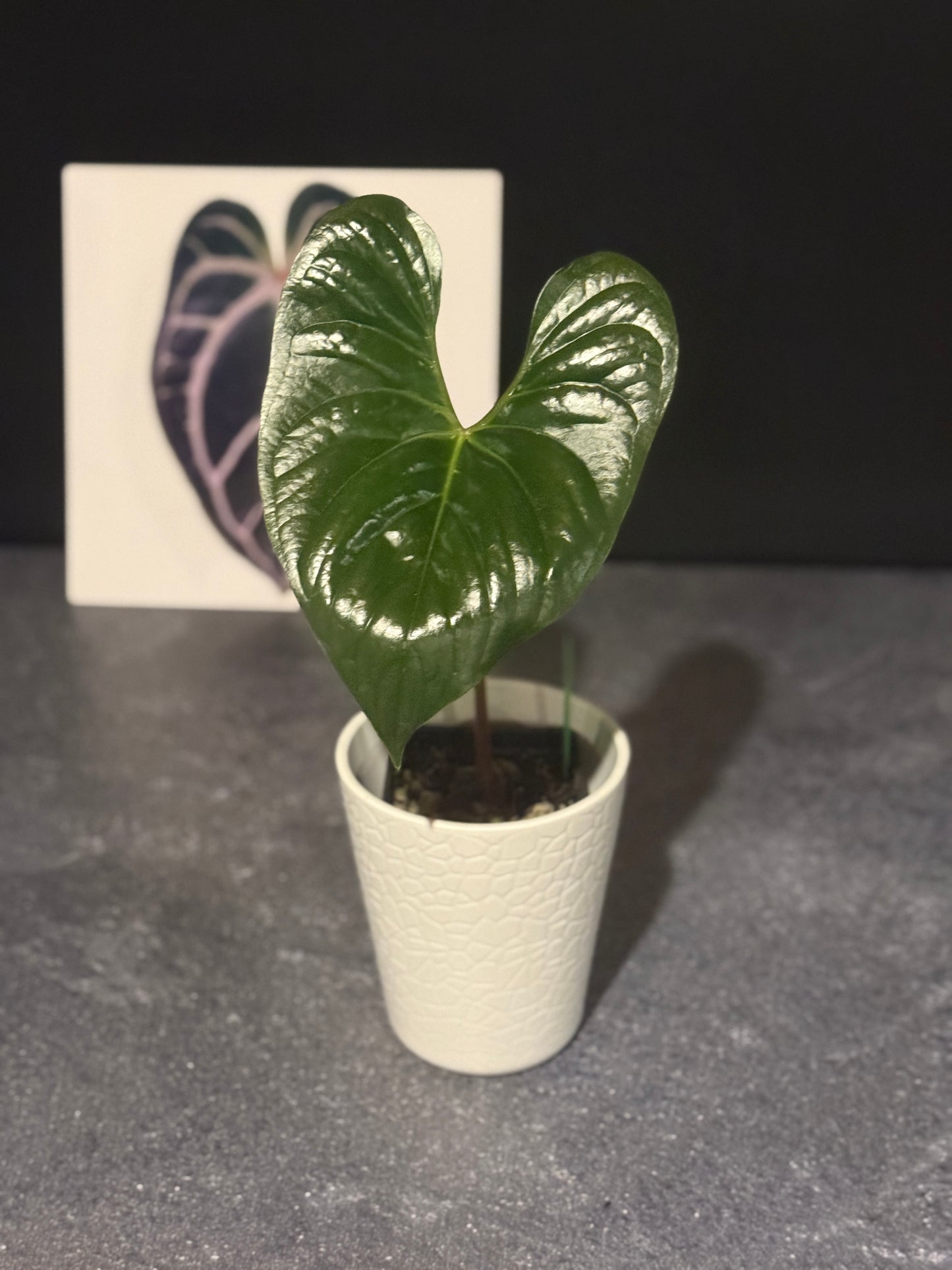 Anthurium sp Silver Peru