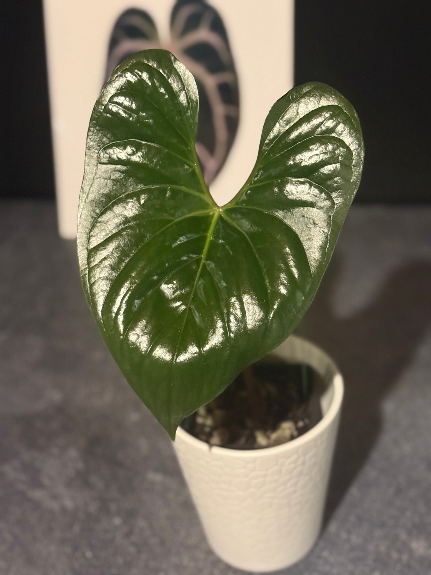 Anthurium sp Silver Peru
