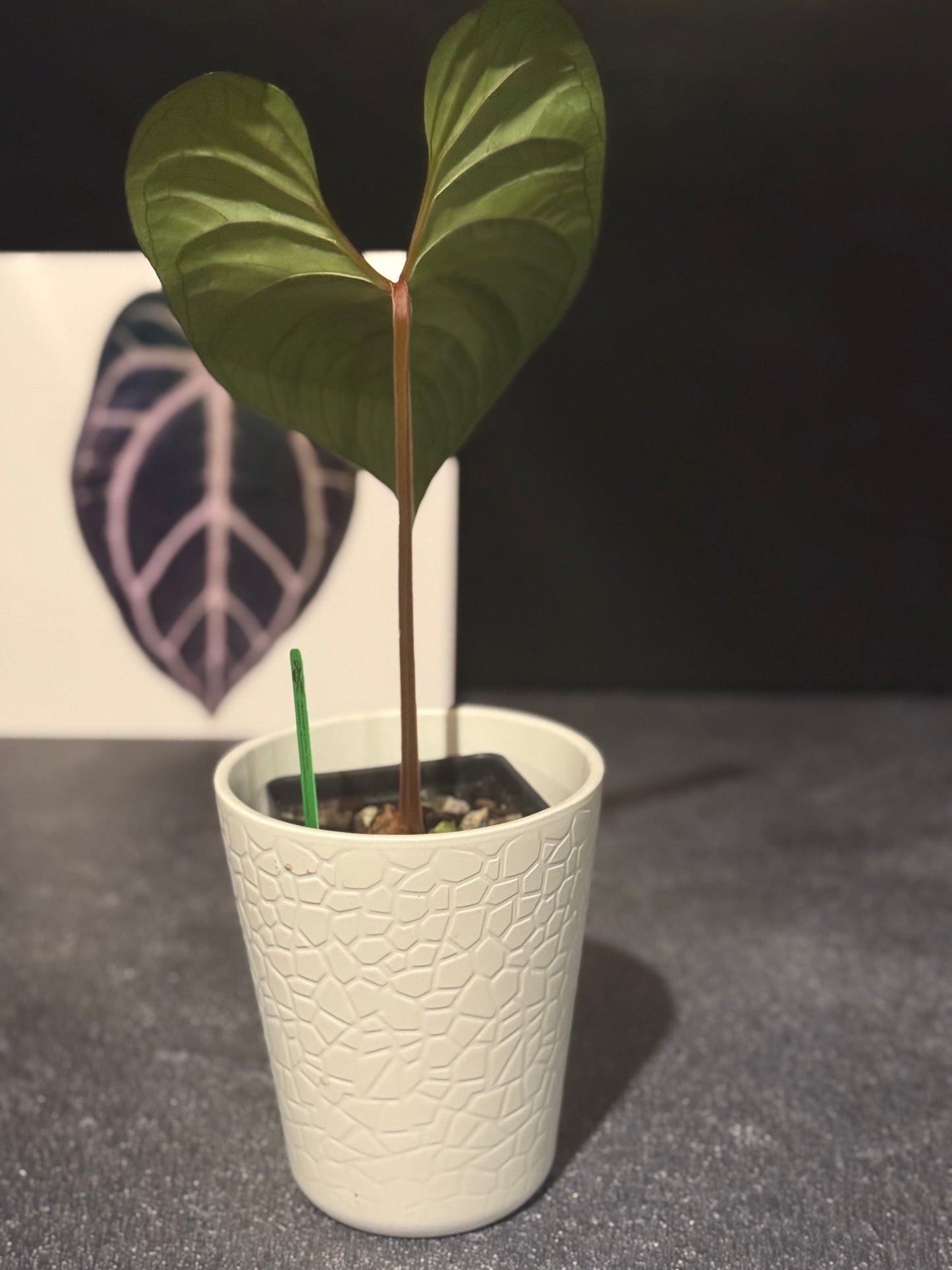 Anthurium sp Silver Peru