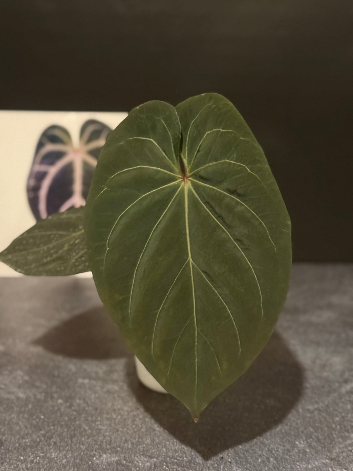 Anthurium King of Spades