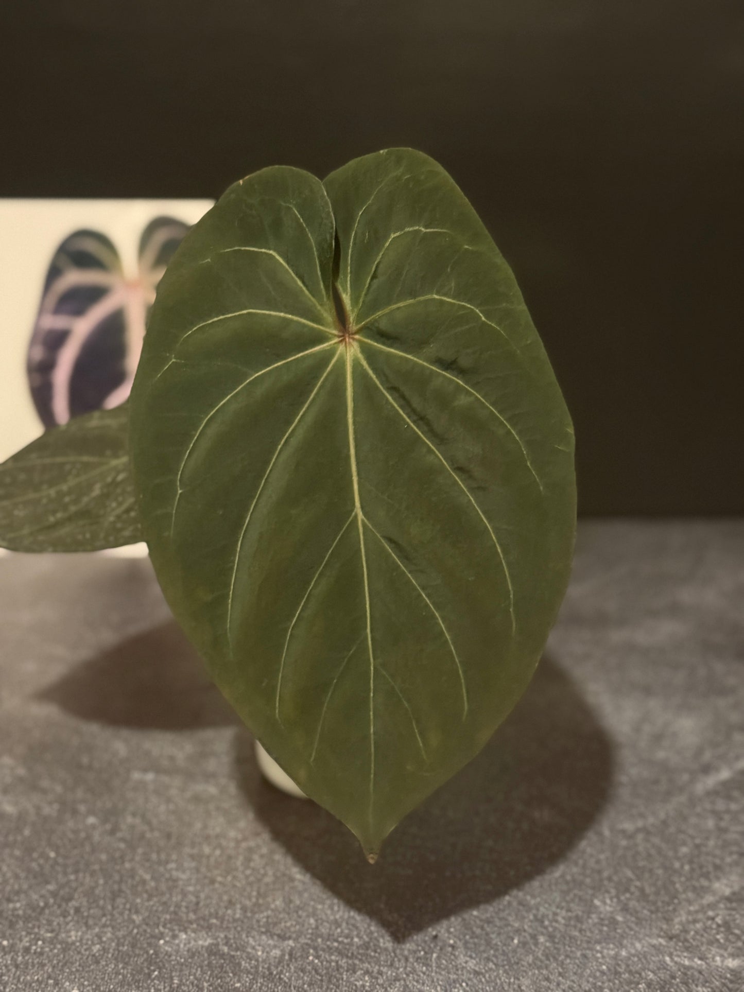 Anthurium King of Spades