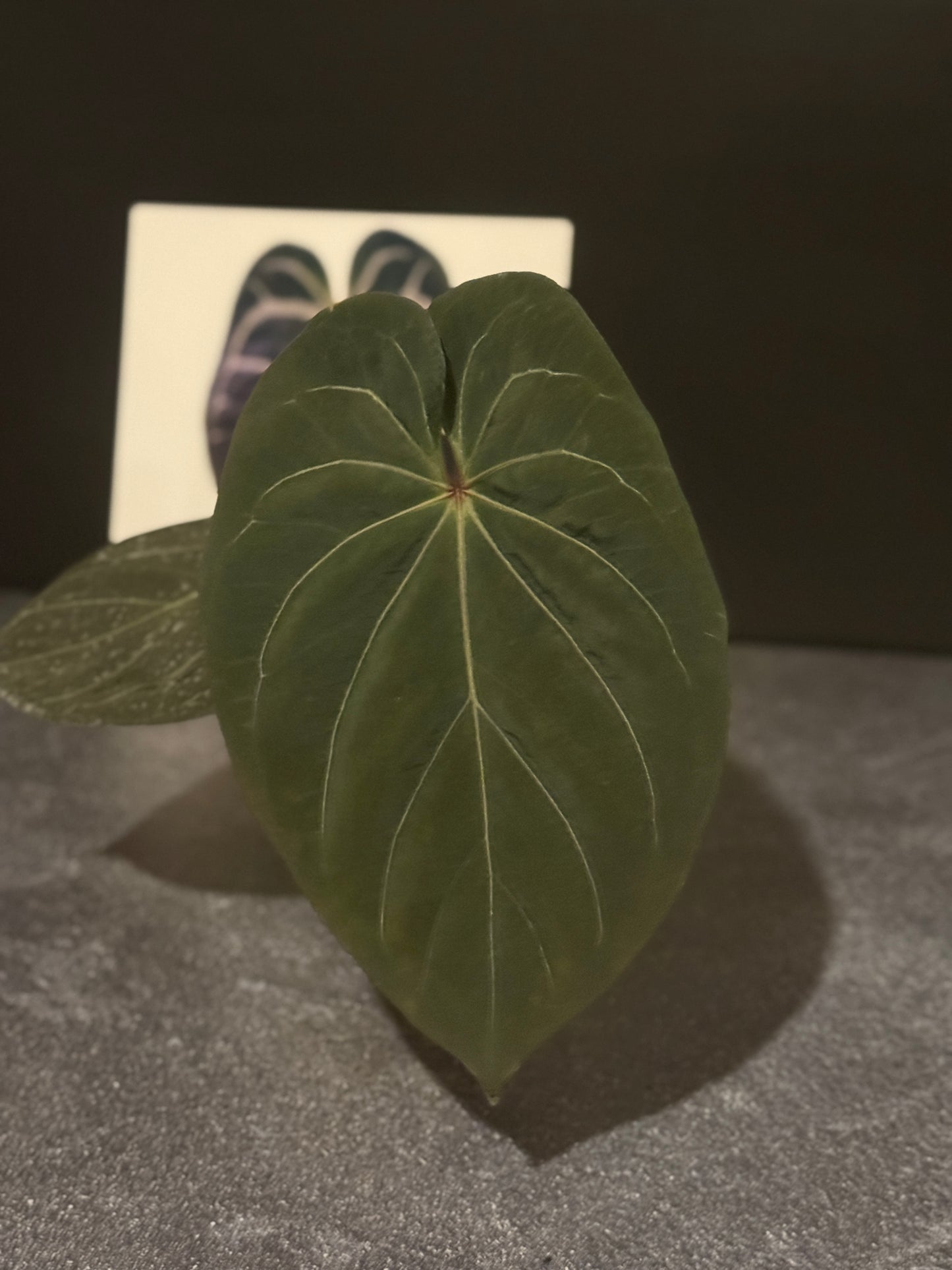 Anthurium King of Spades