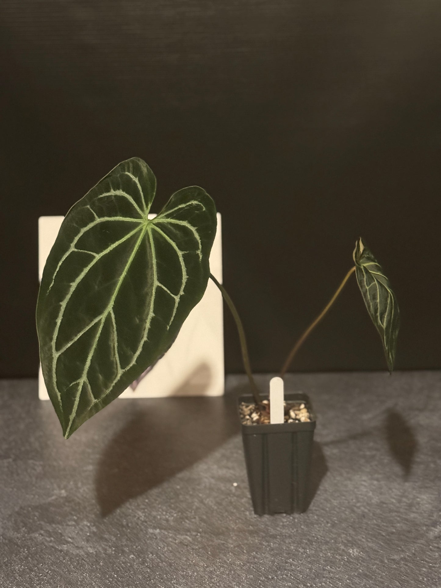 Anthurium Stripey Mag x SELF "2"