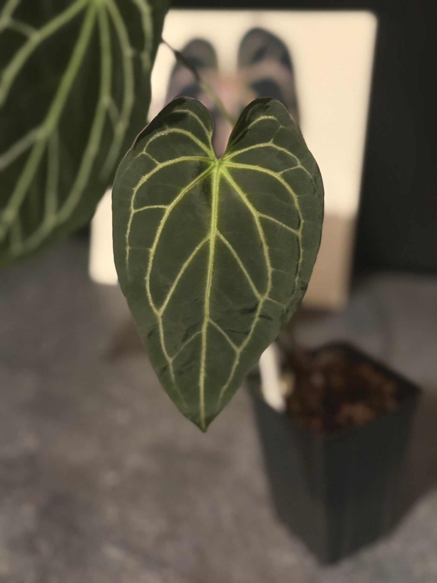 Anthurium Stripey Mag x SELF "2"