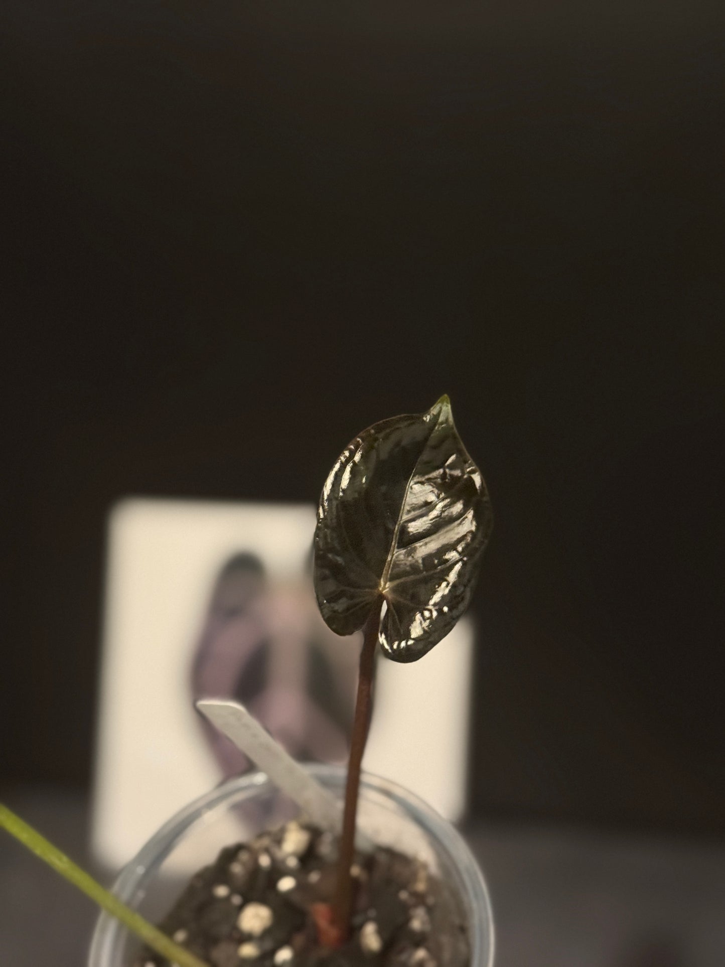 Anthurium papillilaminum x Delta Dawn