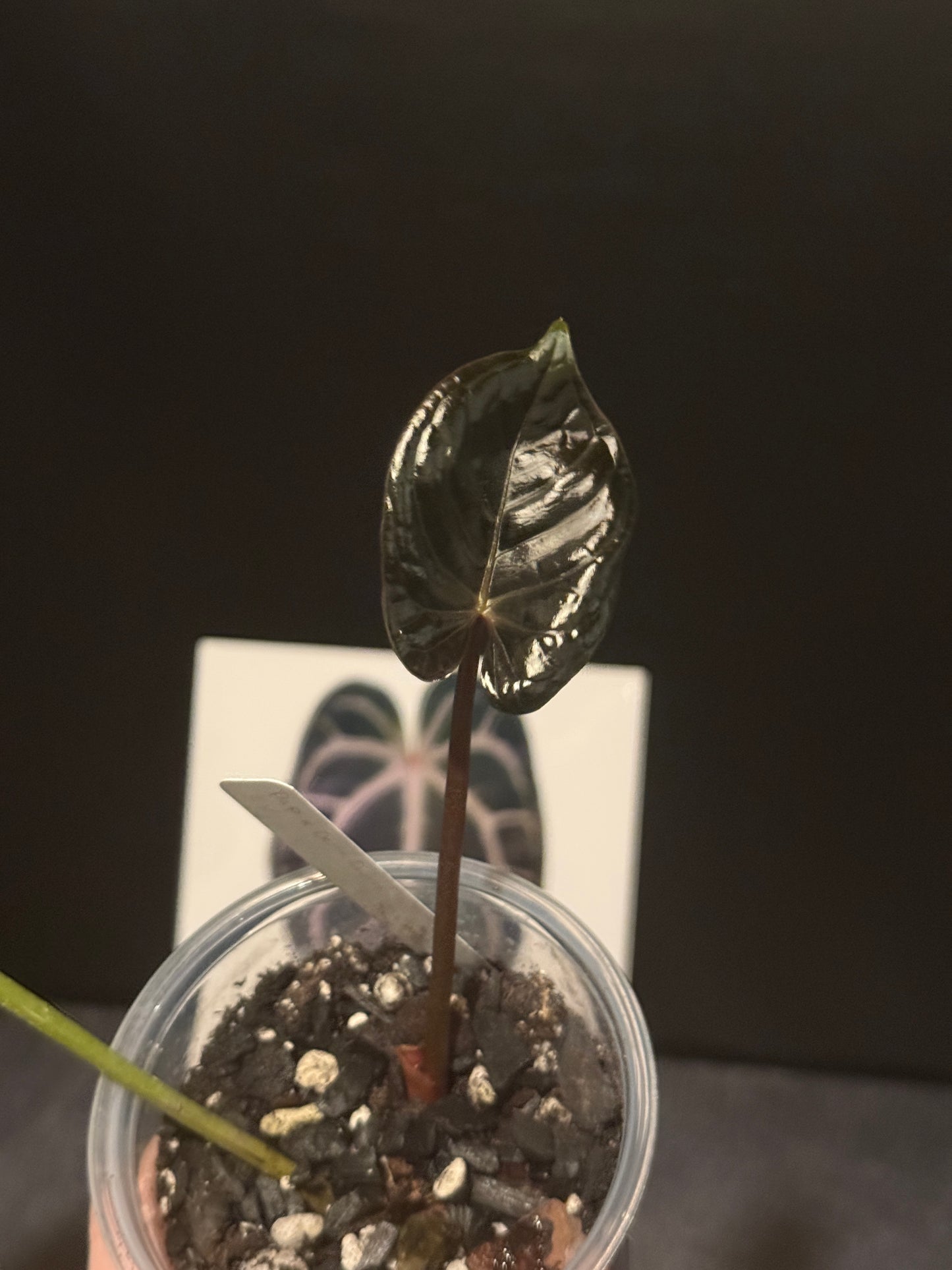 Anthurium papillilaminum x Delta Dawn