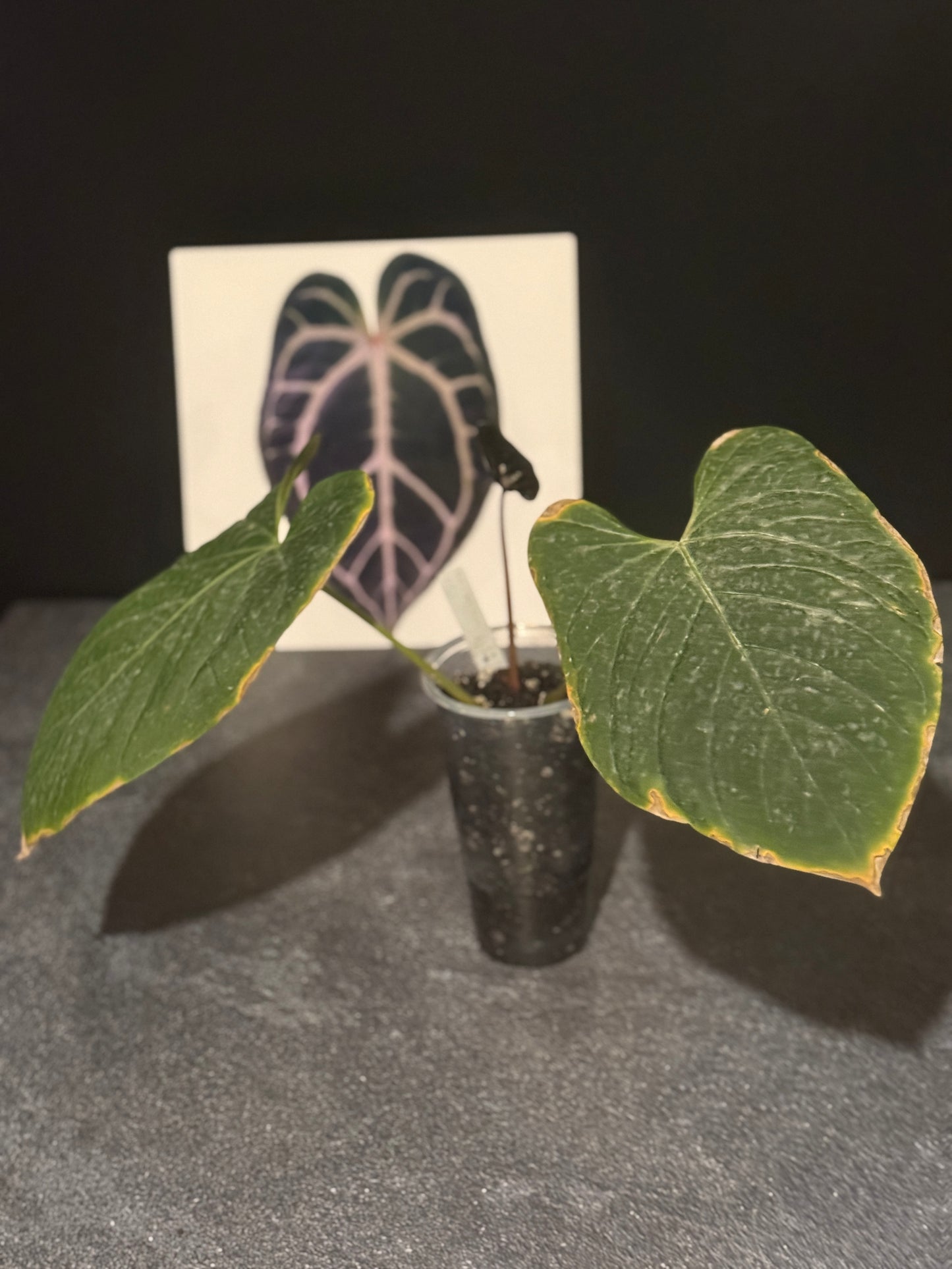 Anthurium papillilaminum x Delta Dawn