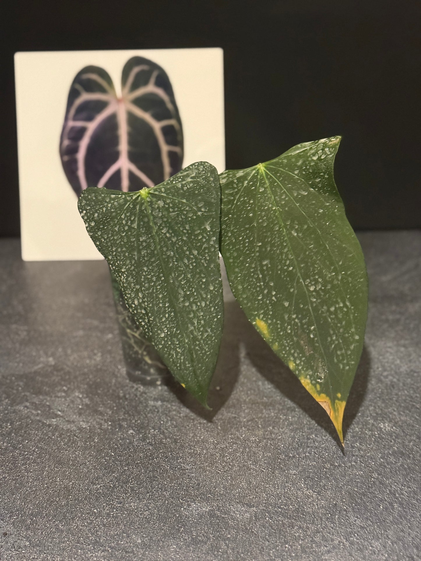 Anthurium indo port Dark Form