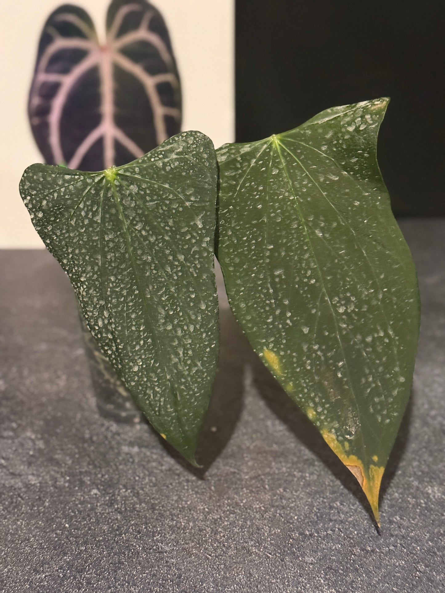 Anthurium indo port Dark Form