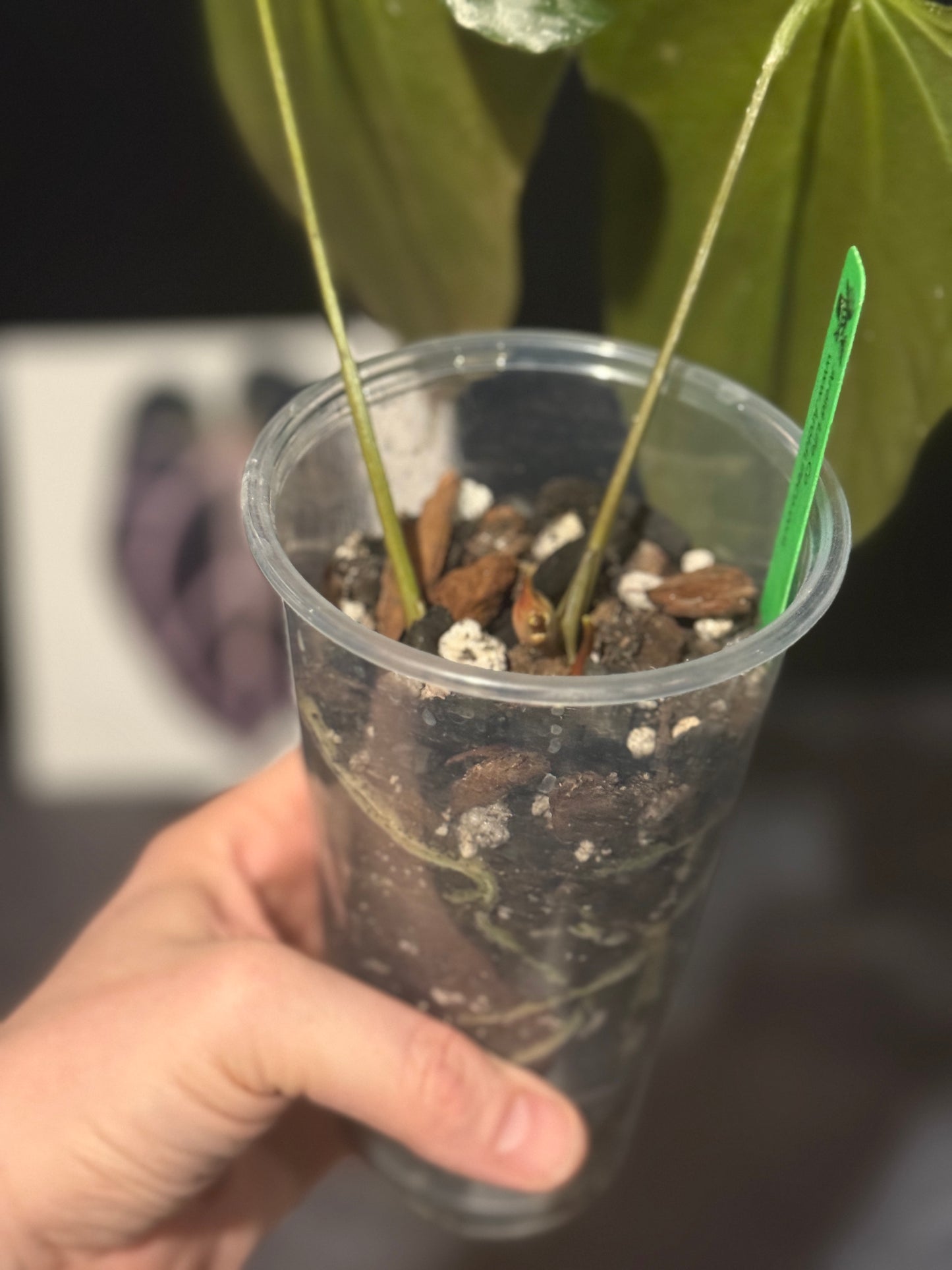Anthurium indo port Dark Form
