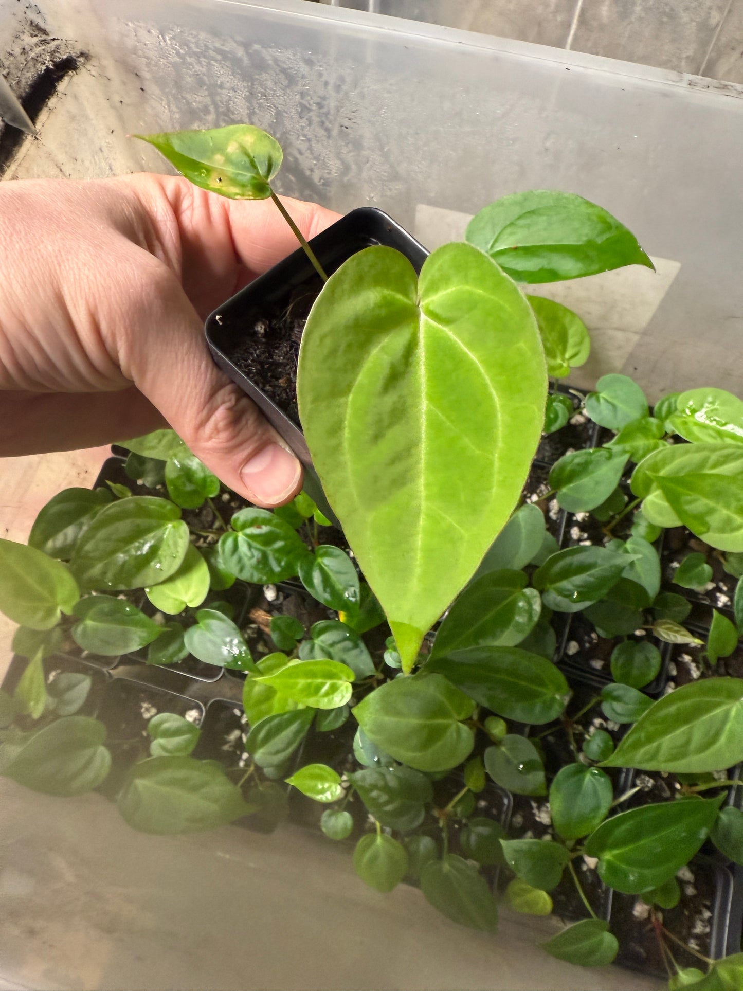 Anthurium BVEP x Super Silver