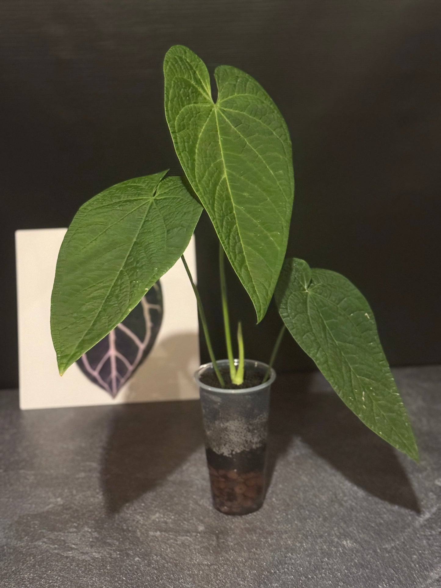 Anthurium rotolantei