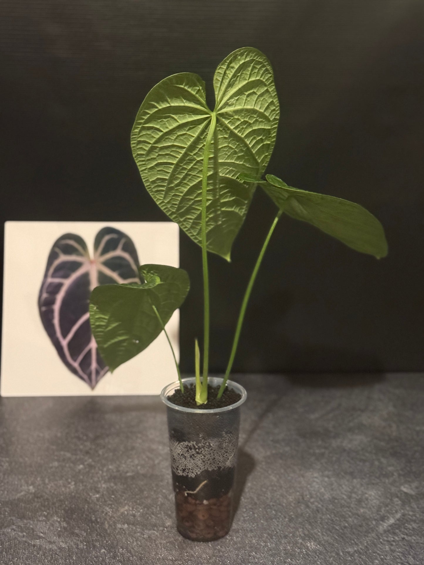 Anthurium rotolantei