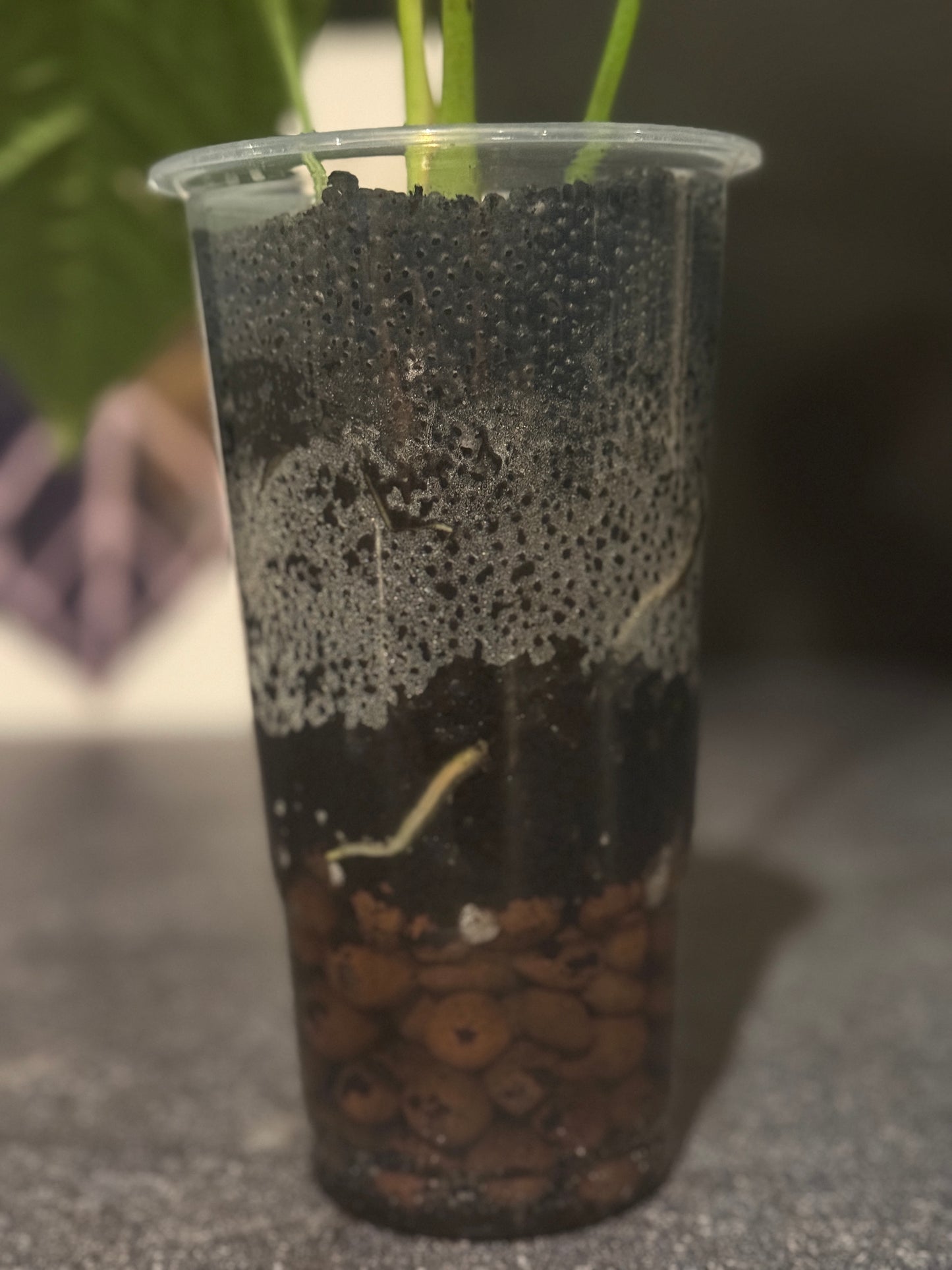 Anthurium rotolantei