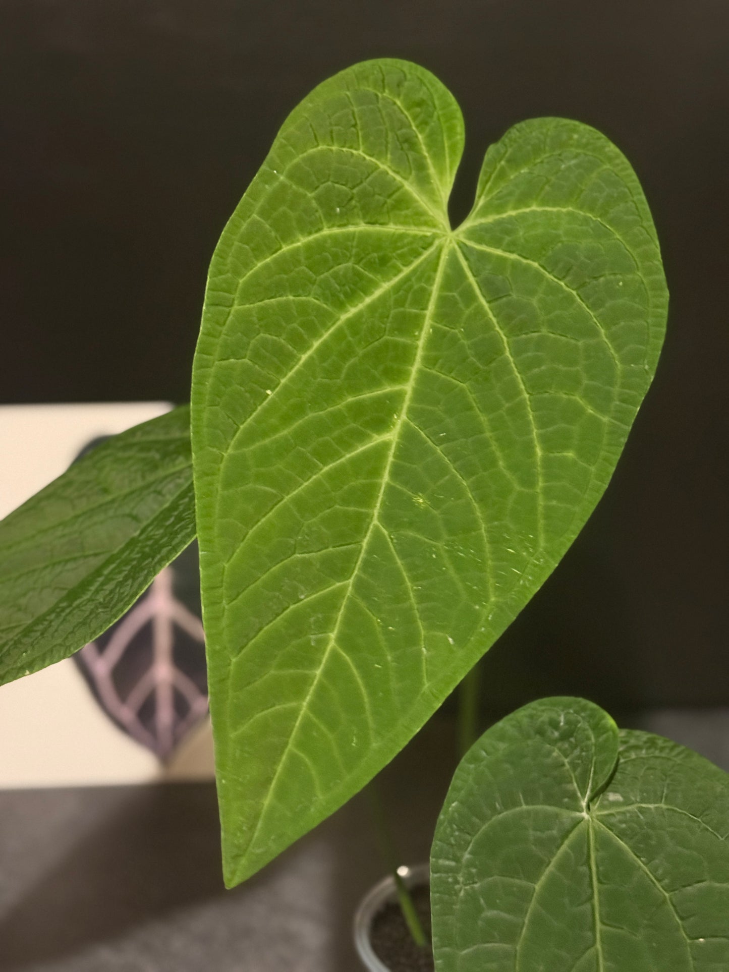 Anthurium rotolantei