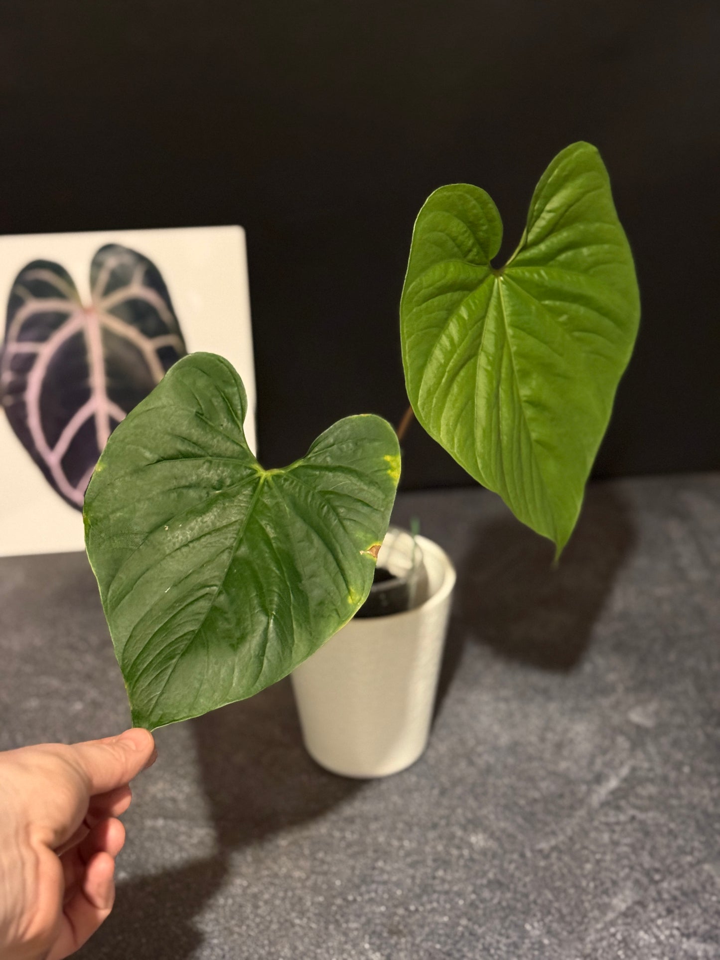 Anthurium sp Peru