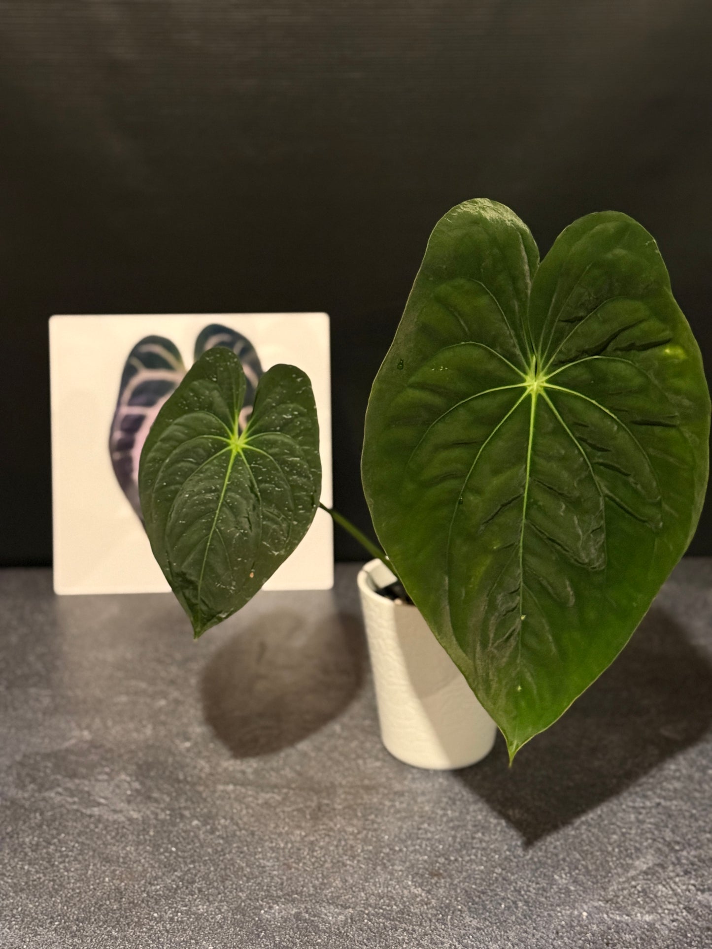 Anthurium papillilaminum 8x5