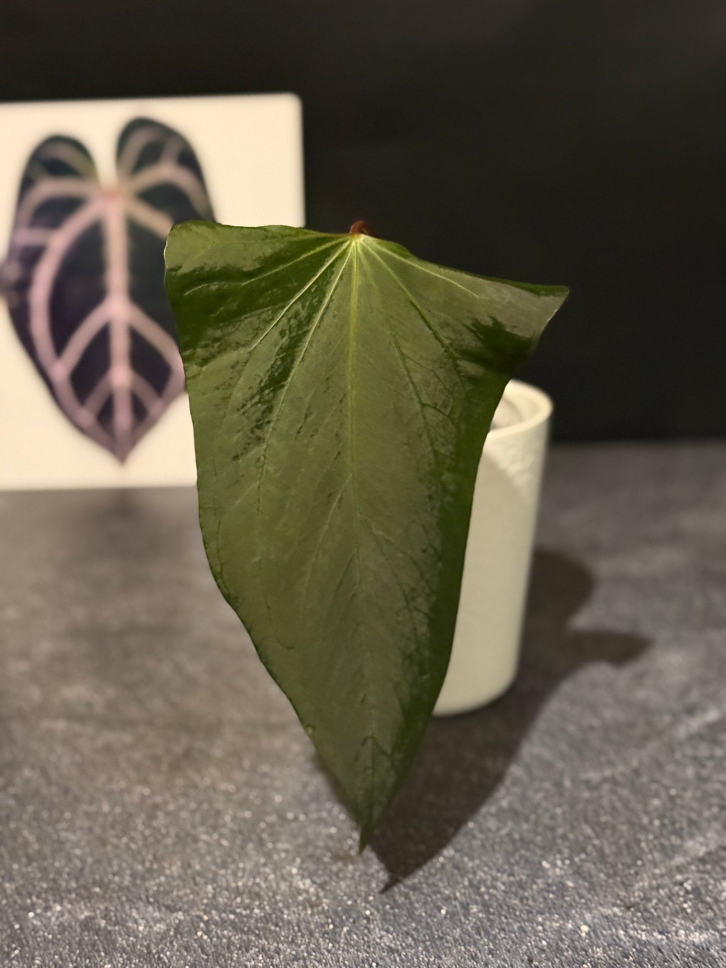 Anthurium indo port Dark Form