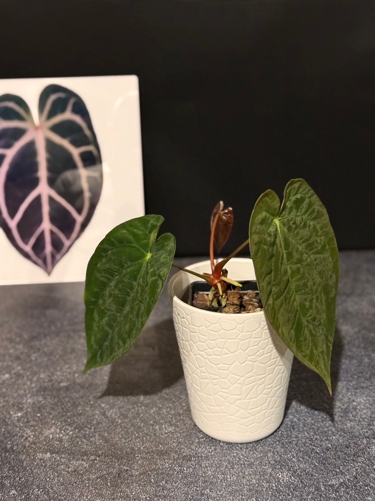 Anthurium papillilaminum 8x5