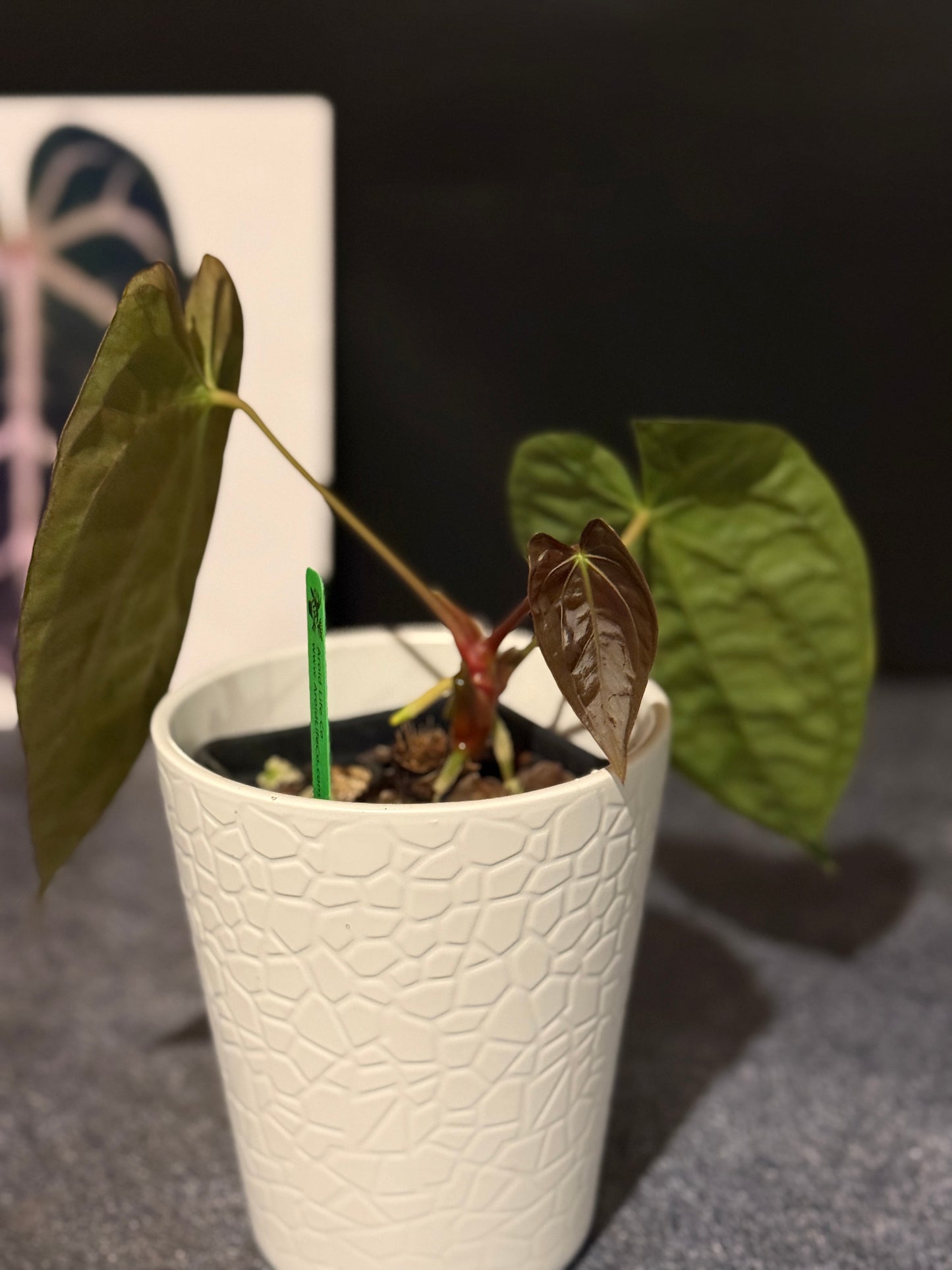Anthurium papillilaminum 8x5