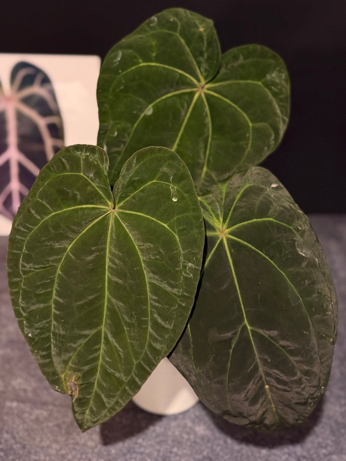 Anthurium (papillilaminum x magnificum) x Ace of Spades