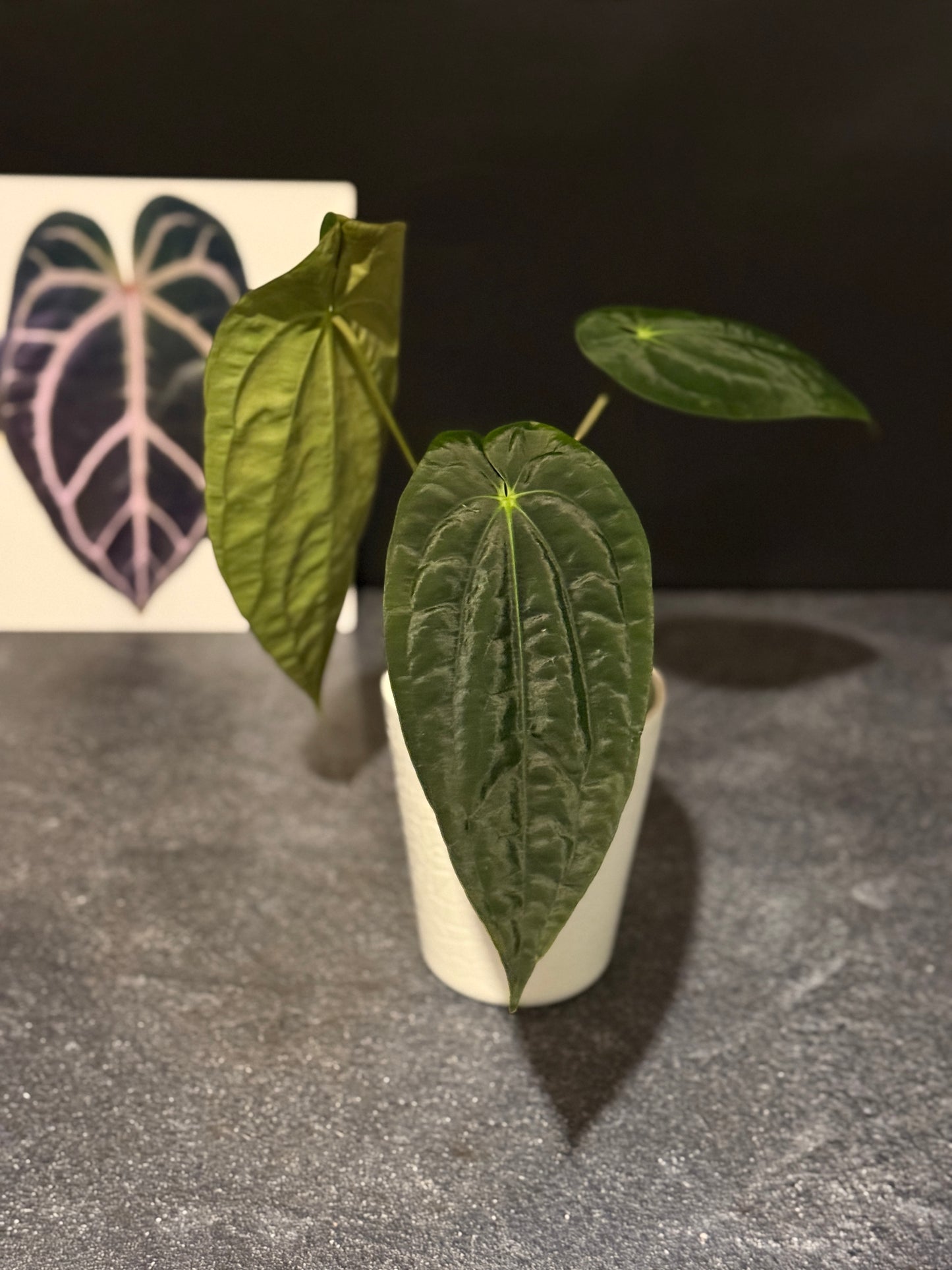Anthurium papillilaminum RA5 x (Long x Long Bullet)