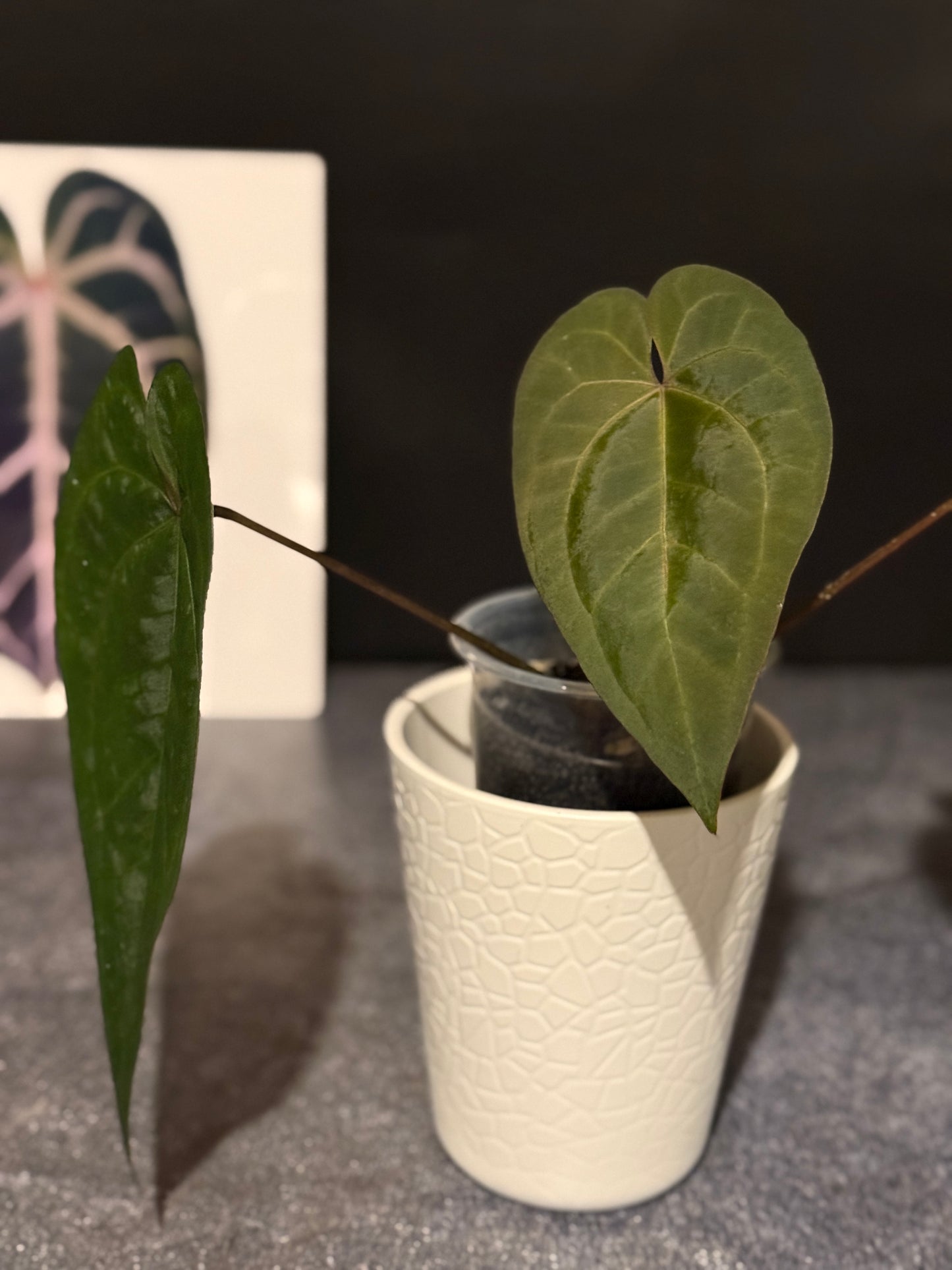Anthurium Ace of Spades Dark Form