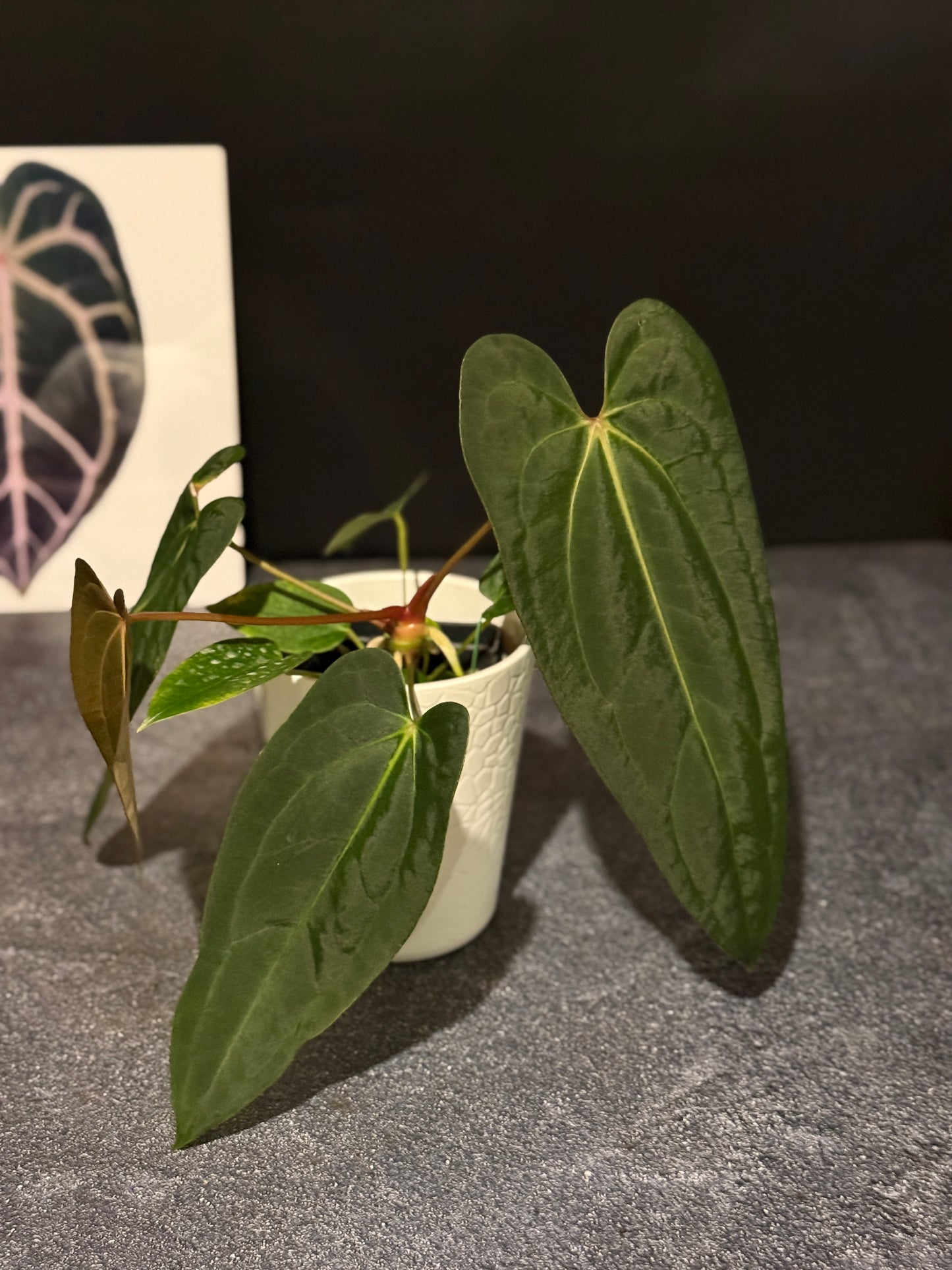 Anthurium Justin x (papillilaminum x carlablackiae)