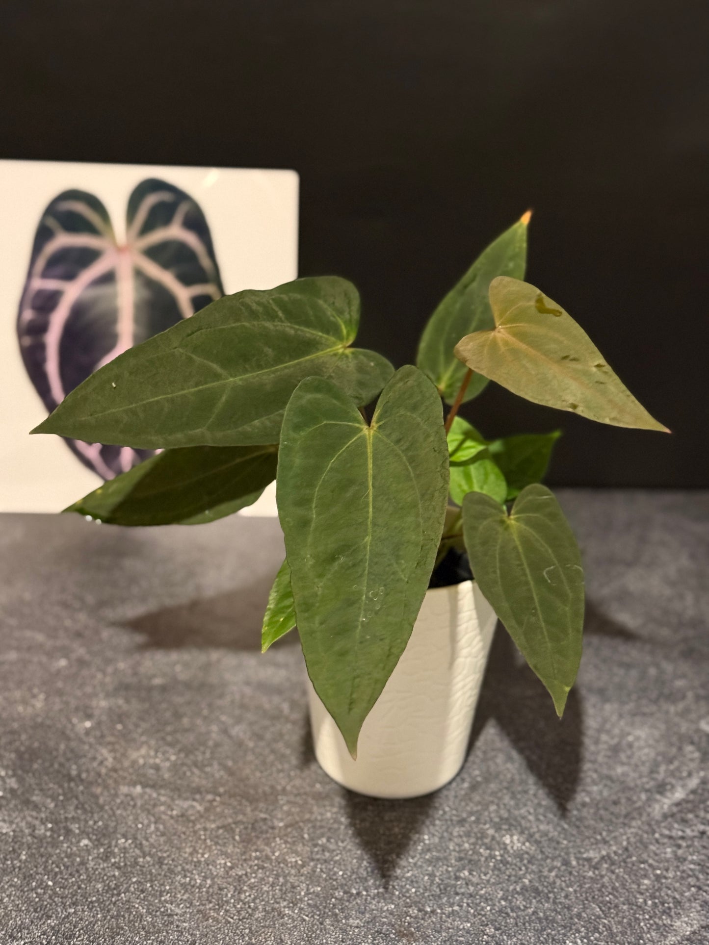Anthurium Justin x (papillilaminum x carlablackiae)