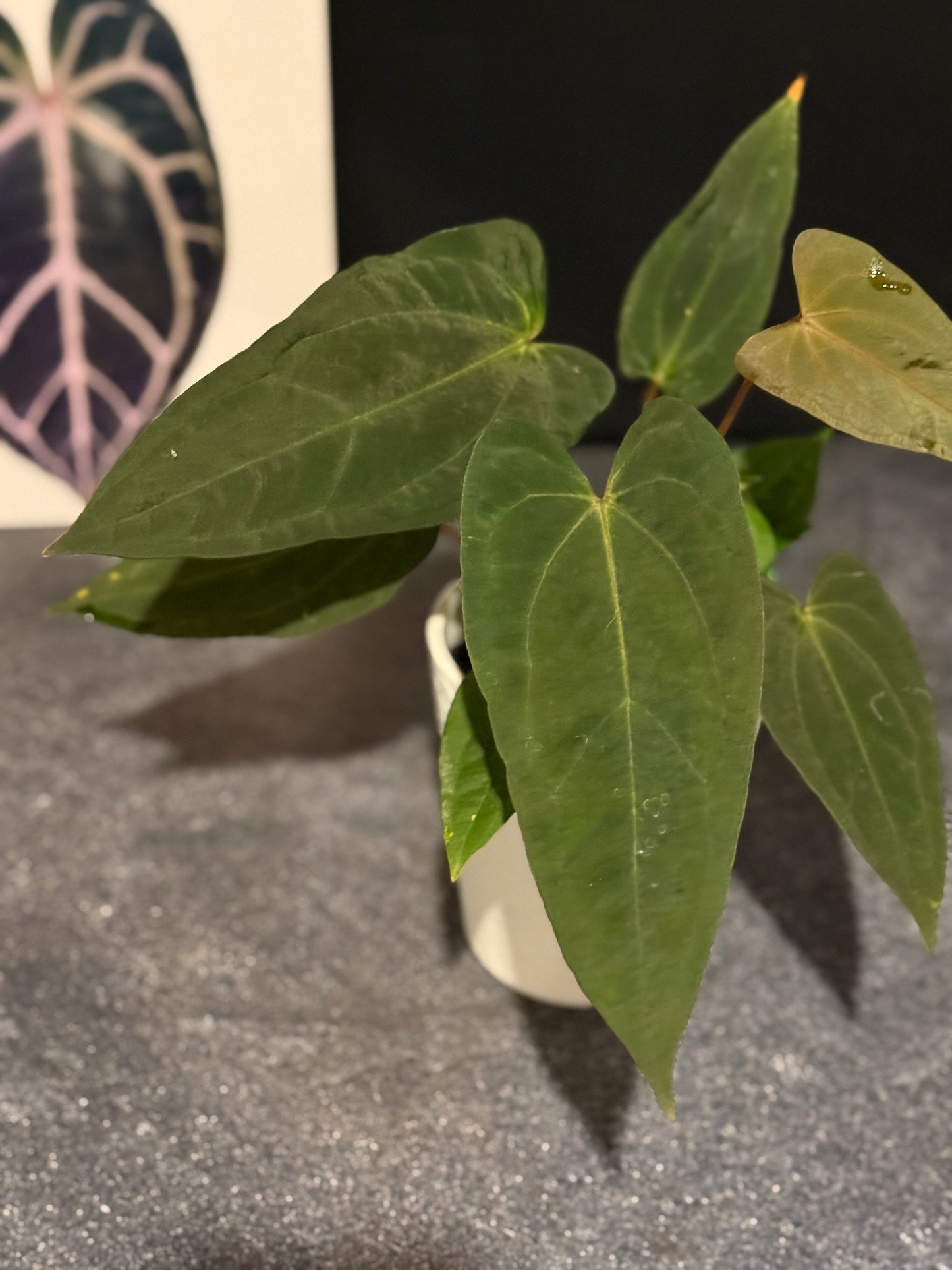 Anthurium Justin x (papillilaminum x carlablackiae)