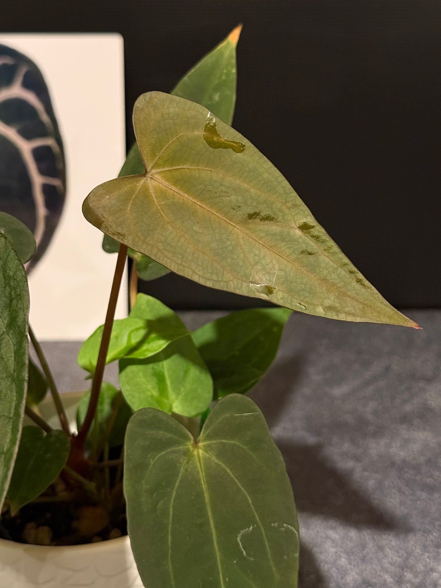 Anthurium Justin x (papillilaminum x carlablackiae)