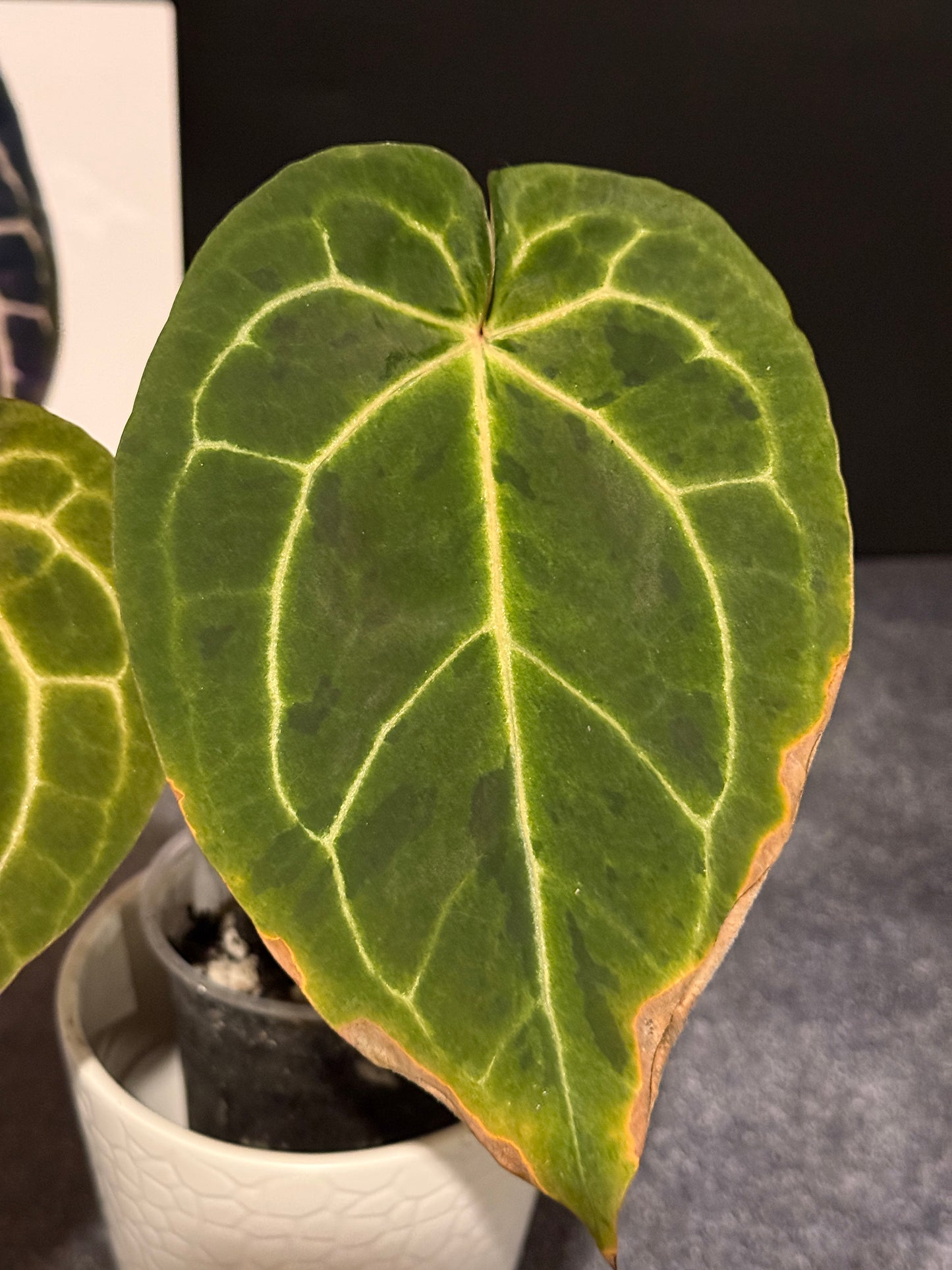 Anthurium Big Black Block x Pumpkin Spice VARIEGATED